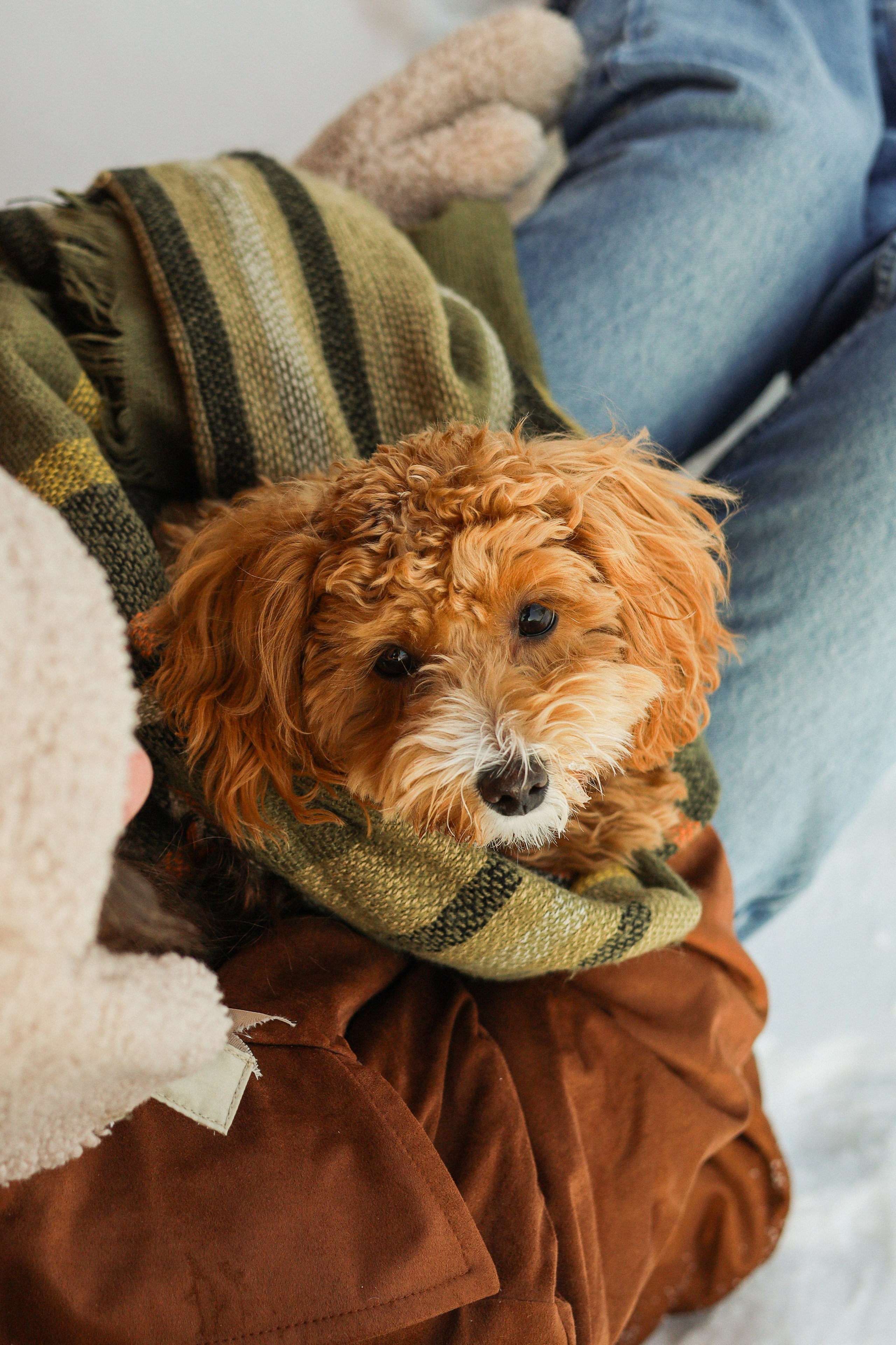 Вики и Ева. Фотограф-анималист Ксения Шевцова|Москва