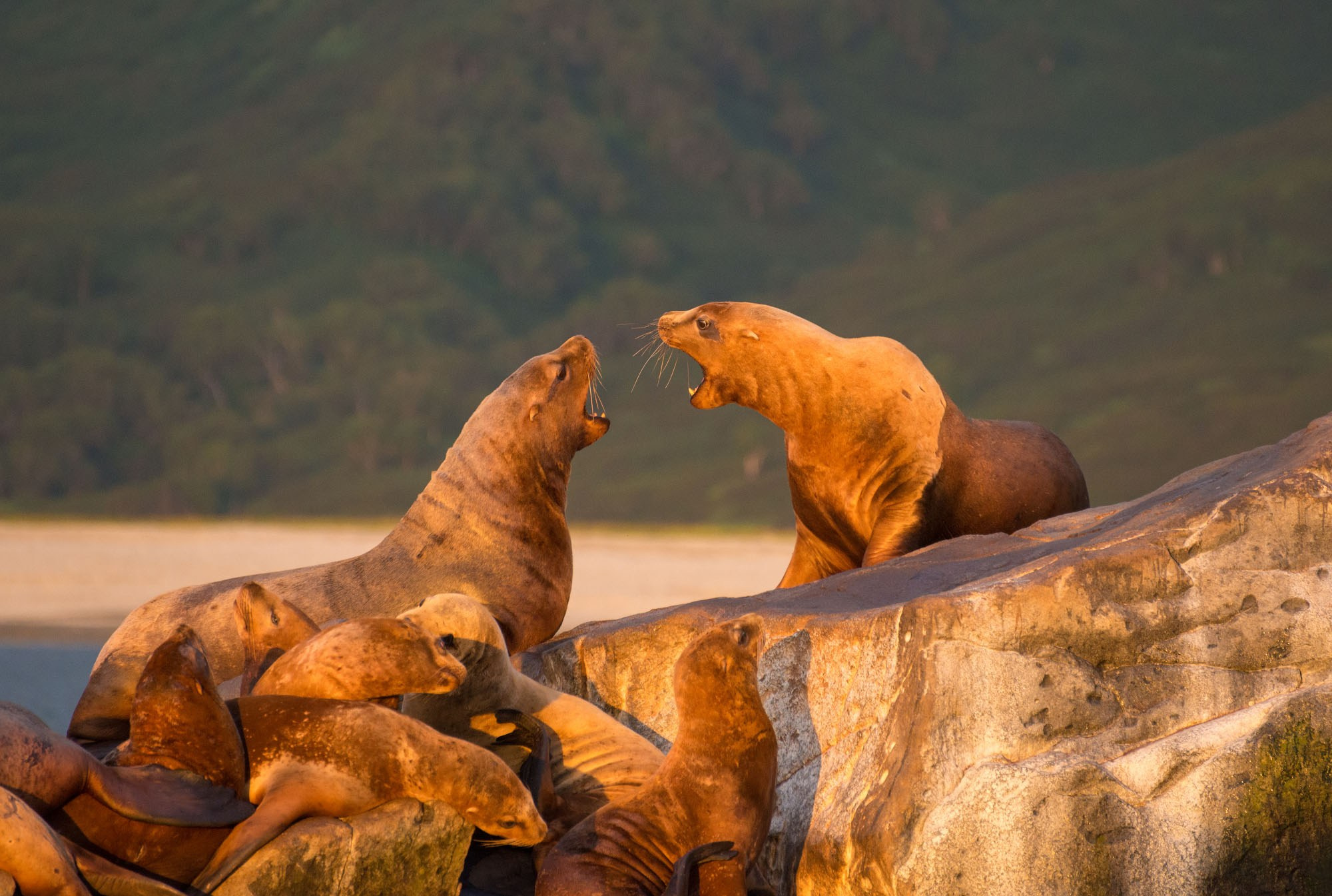 Фотографии животный мир России