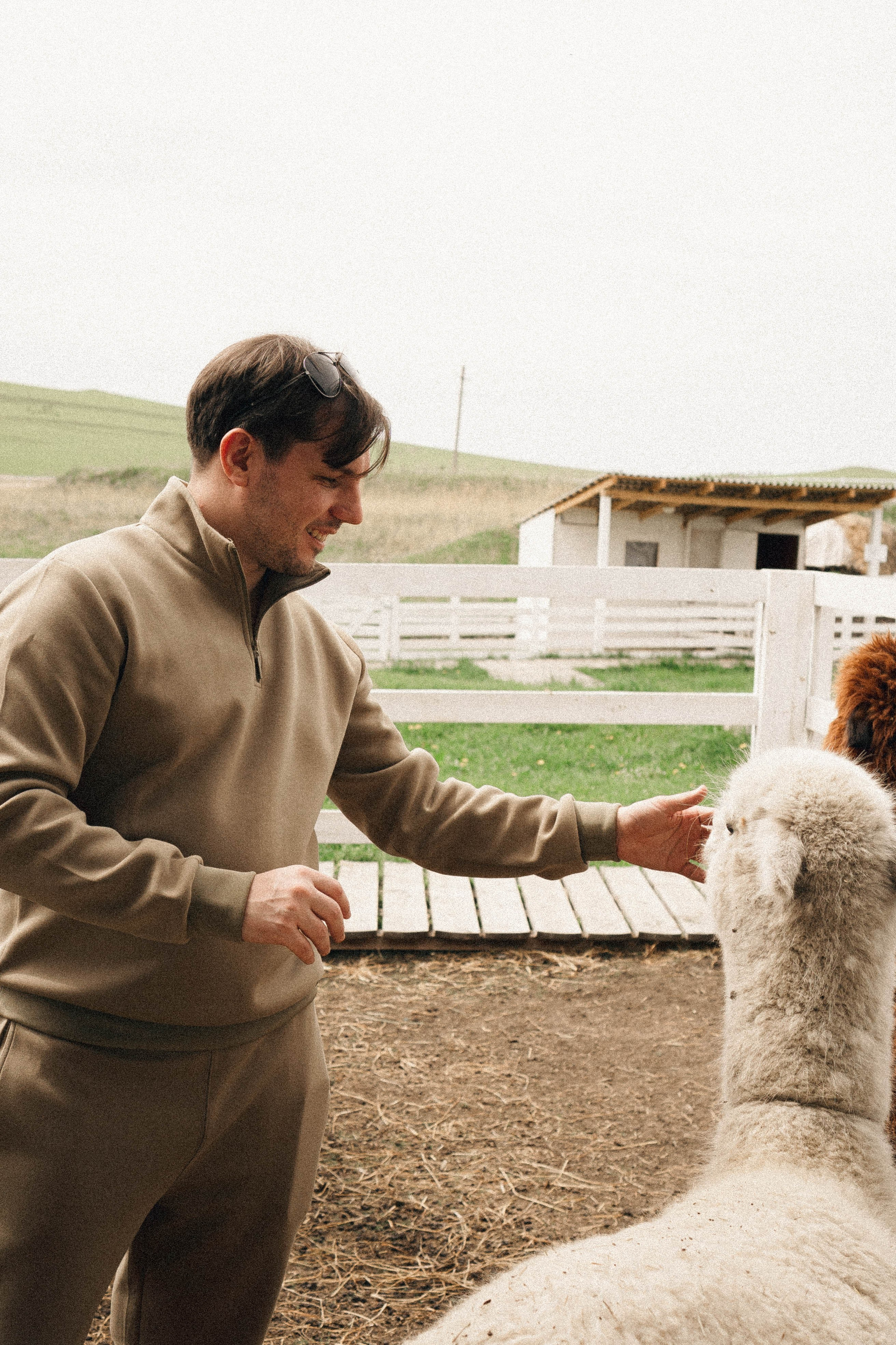 Ферма Альпак. Профессиональный фотограф, Санкт-Петербург — Виктория Богомолова