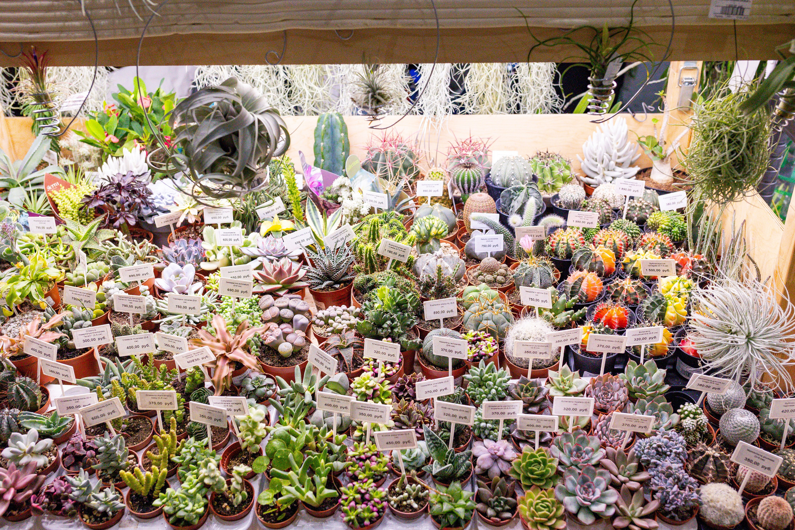 Орхидиум сентябрь 2025. Александра Куликова фотограф, Москва