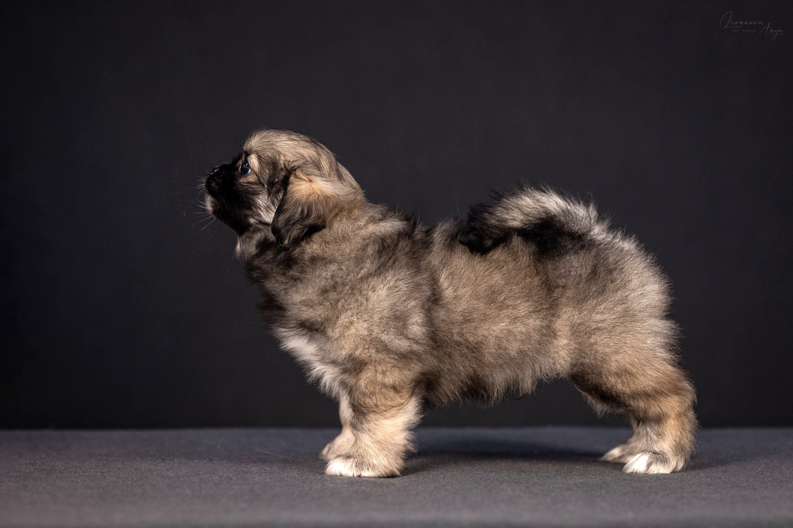 Тибетские спаниели. Фотограф анималист Аня Ливанова | Рыбинск