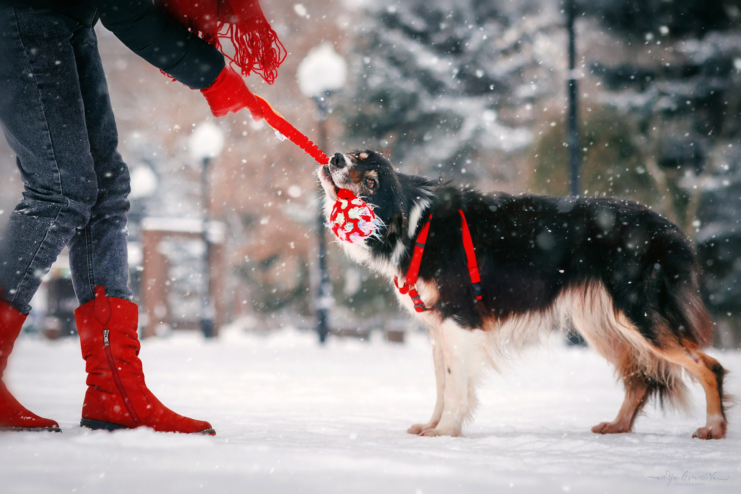 Рокки. Фотограф анималист Аня Ливанова | Рыбинск