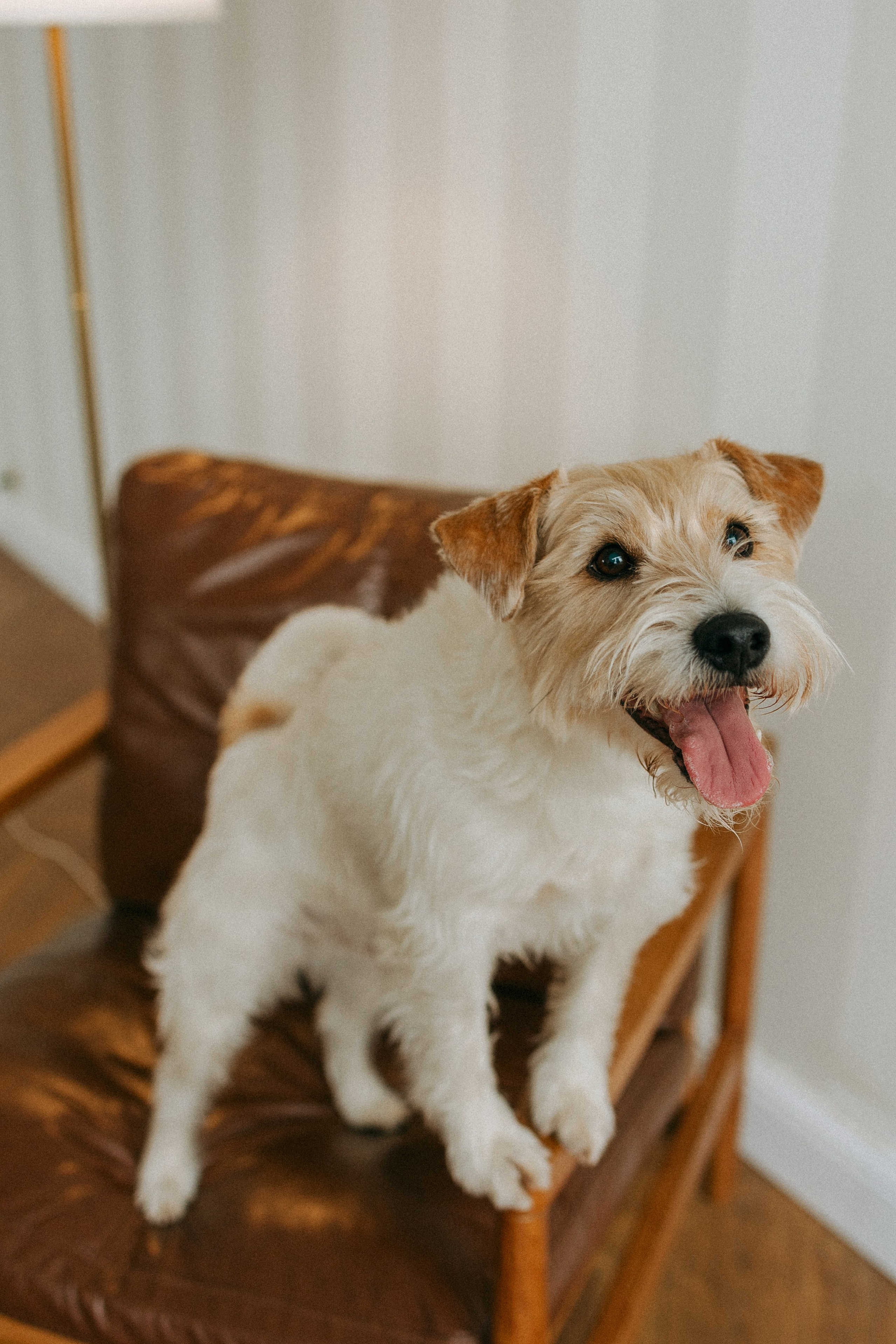 Цунами, Теон и Женя. Фотограф анималист Анастасия Пикей