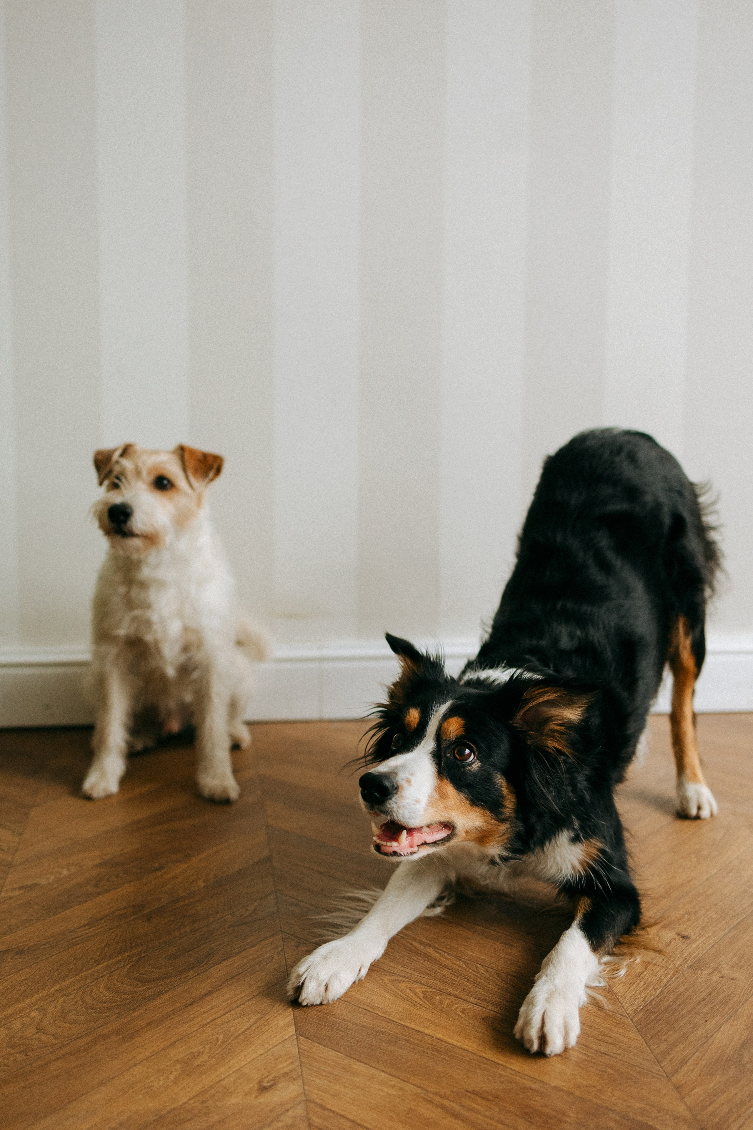Цунами, Теон и Женя. Фотограф анималист Анастасия Пикей