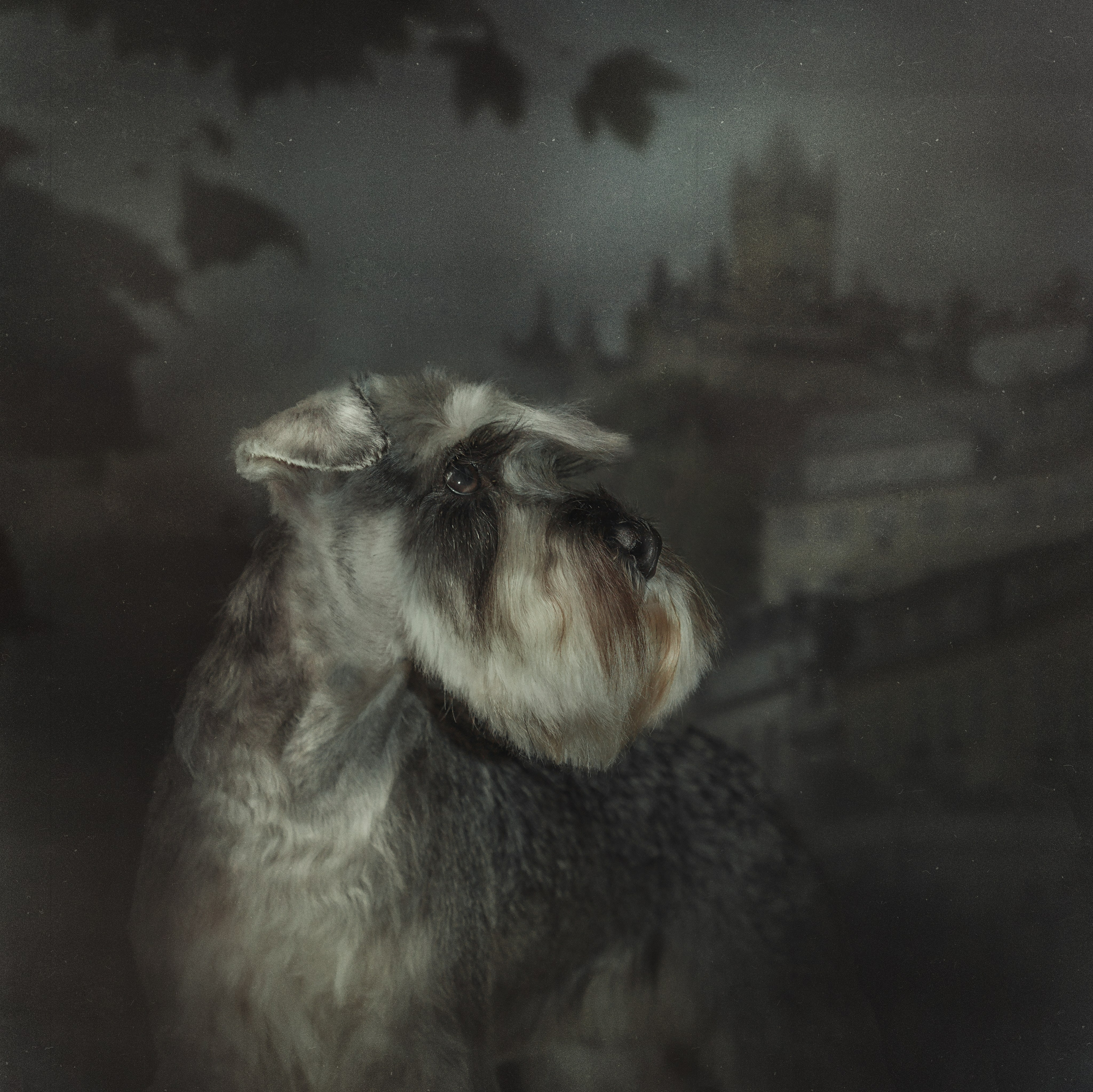 Портфолио. Студия груминга Валерии Кравец