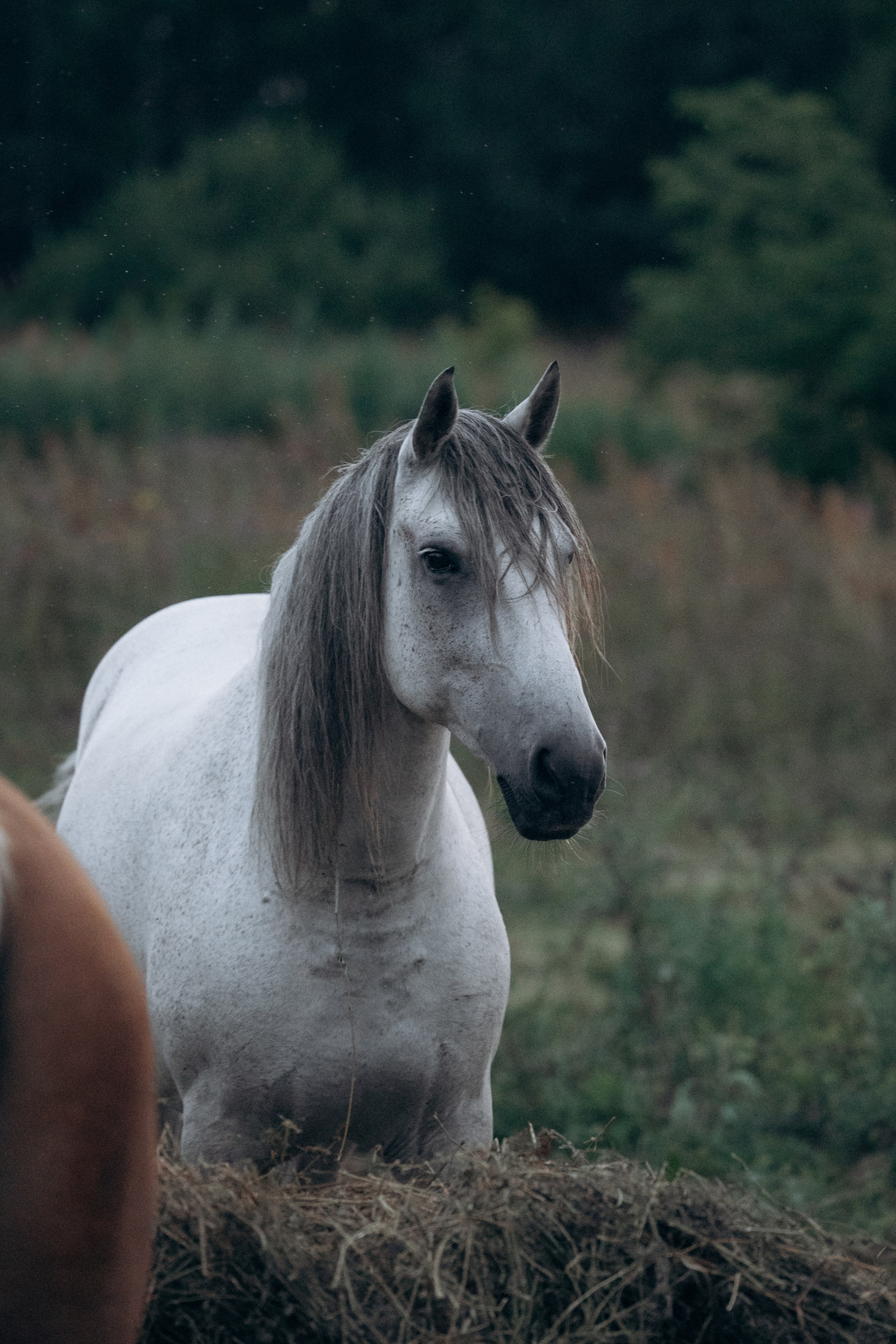 Лошади, не собаки, но нельзя не показать!. Фотограф анималист в Казани Алина Сулейманова. Фотограф животных