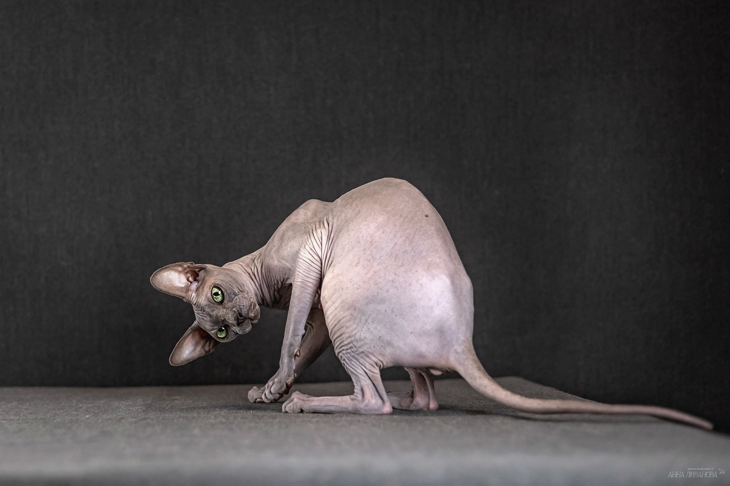 Голубая киса сфинкс. Фотограф анималист Аня Ливанова | Рыбинск