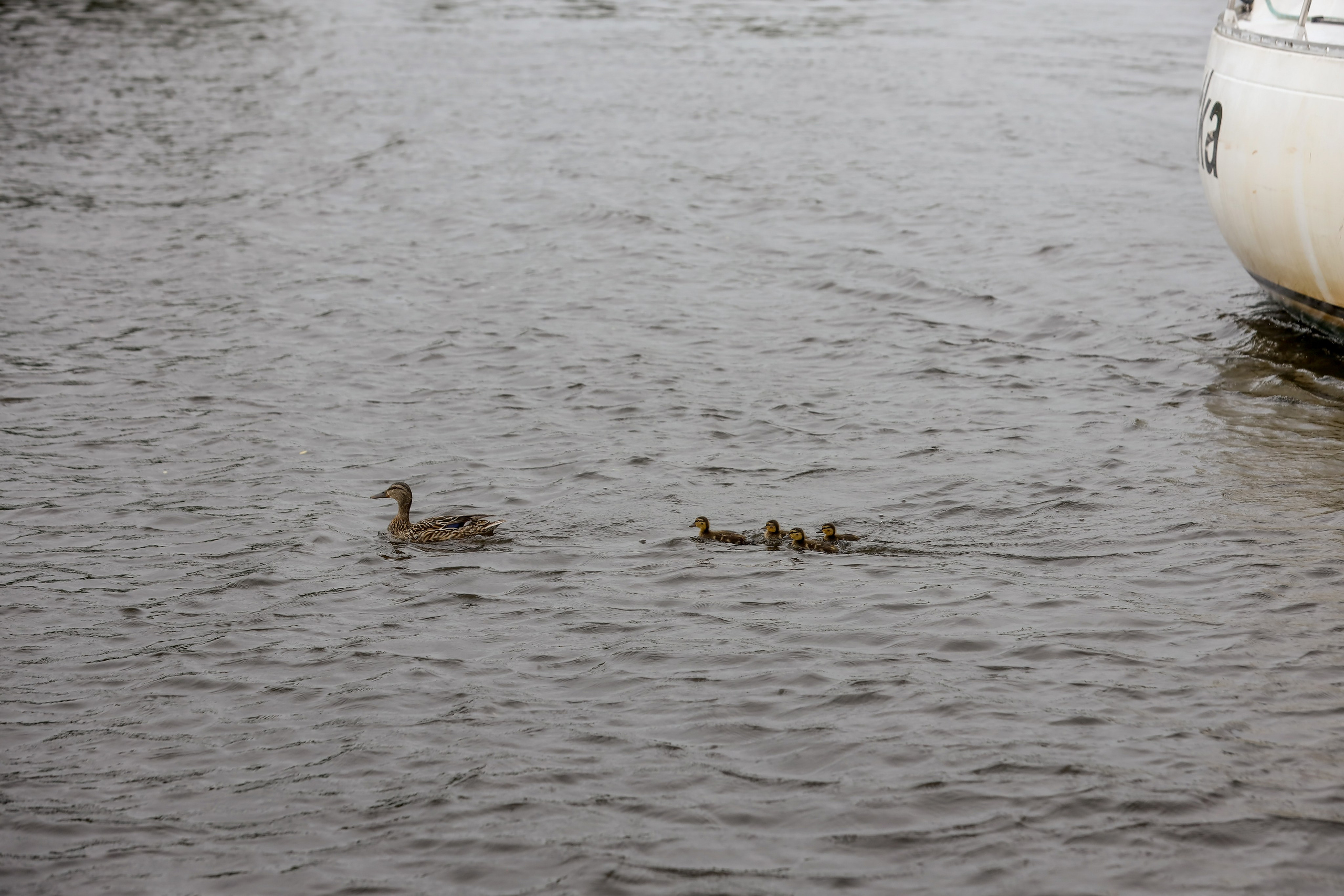 Tessa. Фотограф Антон Чупринин