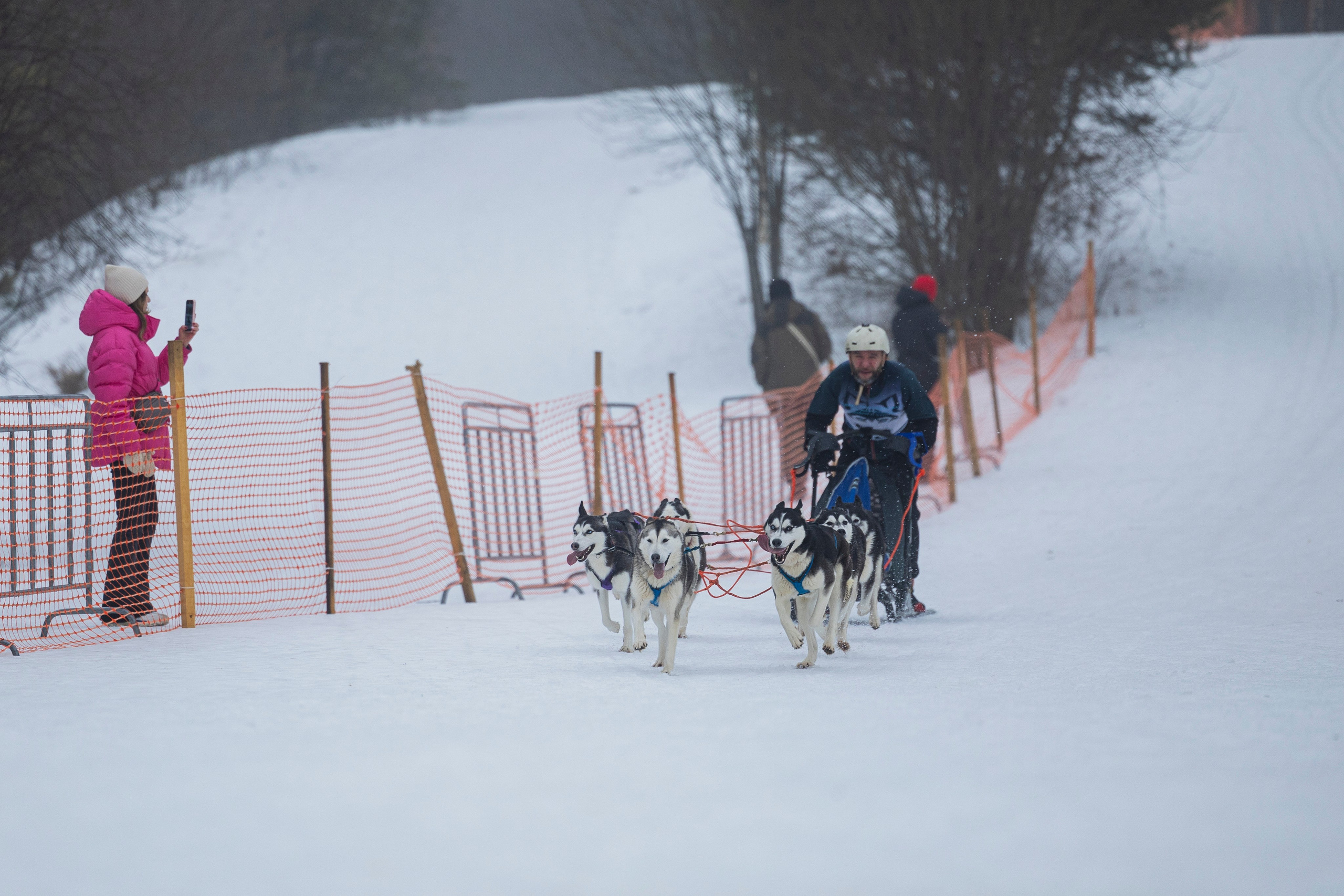 Зимний Чемпионат Санкт-Петербурга по ездовому спорту. Фотограф-анималист Анна Маринич