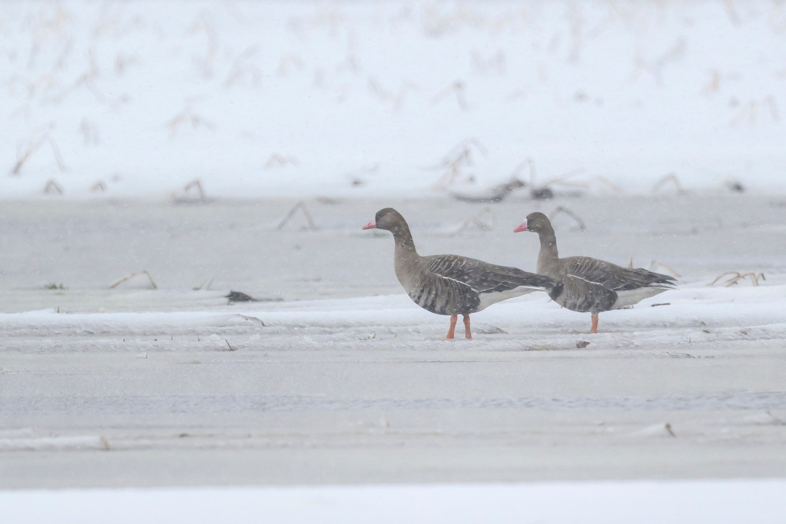 Метель продолжается. Wildlife photography by Sergey Puponin