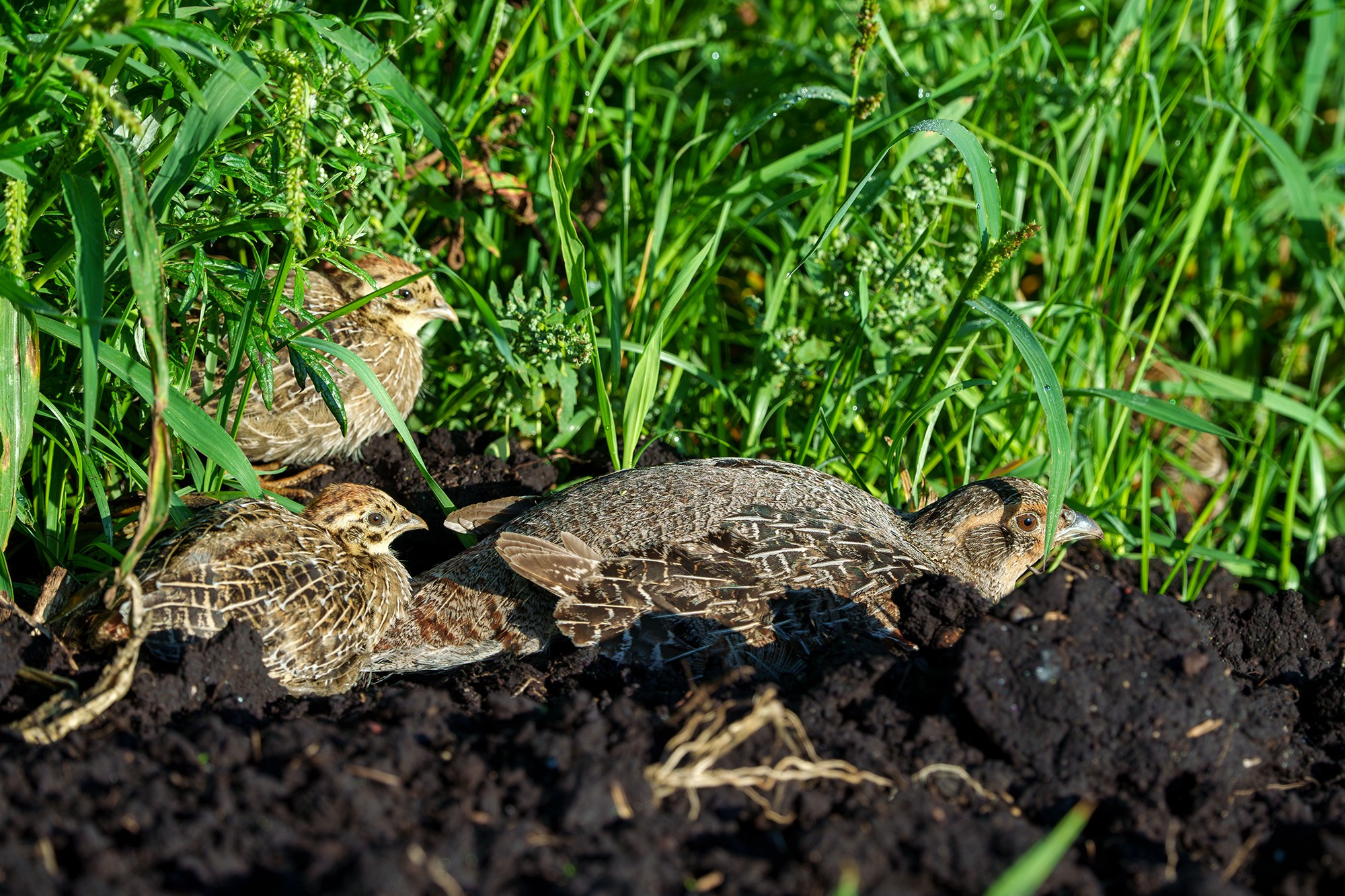 Удивительные мир птиц. Вокруг нас столько прекрасного — присмотритесь!. Ваш личный фотограф Марина Волкова