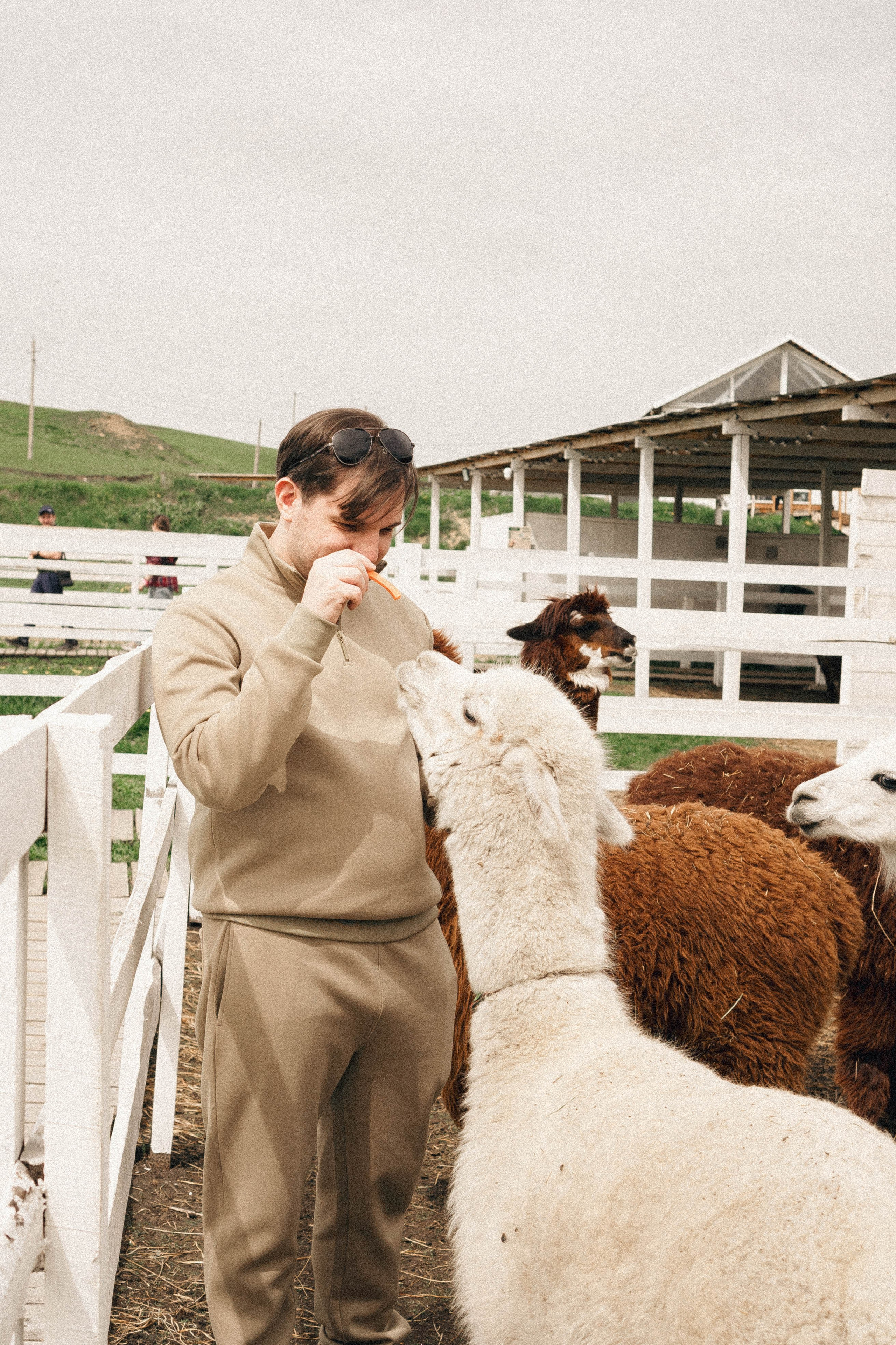 Ферма Альпак. Профессиональный фотограф, Санкт-Петербург — Виктория Богомолова