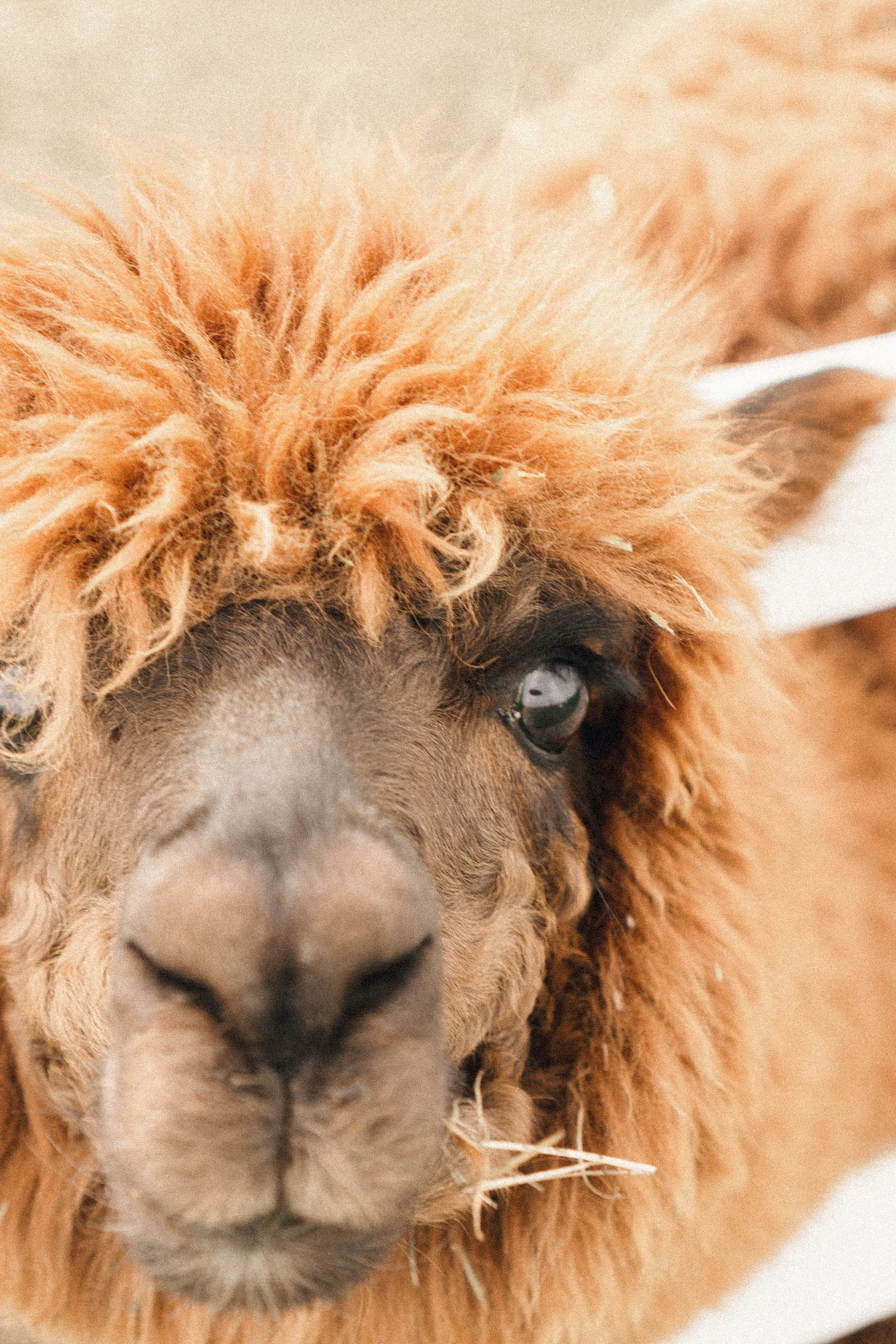 Ферма Альпак. Профессиональный фотограф, Санкт-Петербург — Виктория Богомолова
