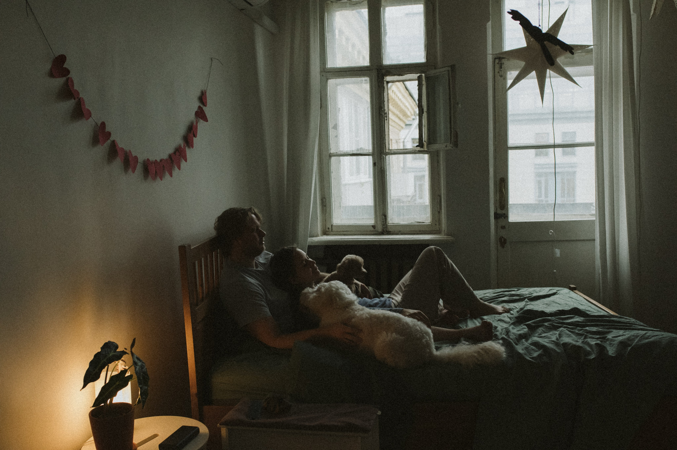 Ання и её кудрявая команда. Фотограф анималист в Москве Ольга Агушева