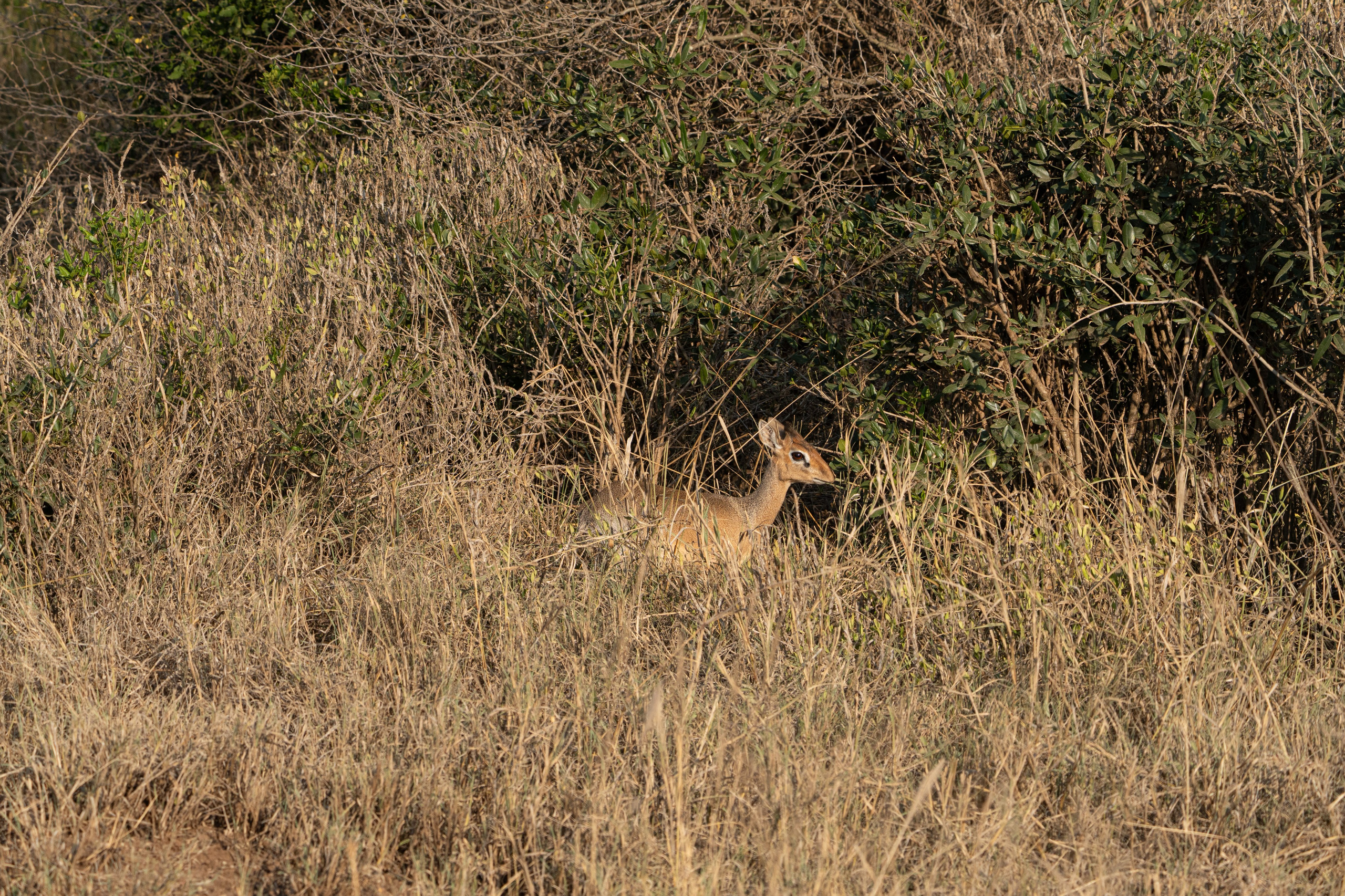 Танзания, сафари, 2025. Творческие сьемки