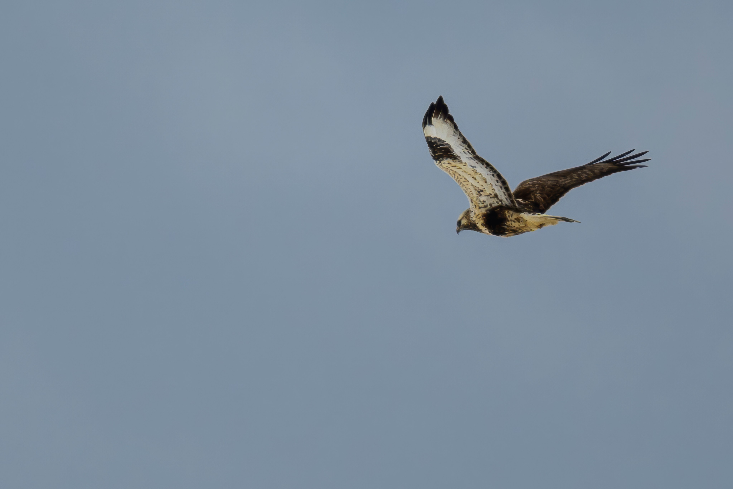 Сова и зимняк. Owl and Rough-legged Buzzard. Фотограф Сергей Пупонин
