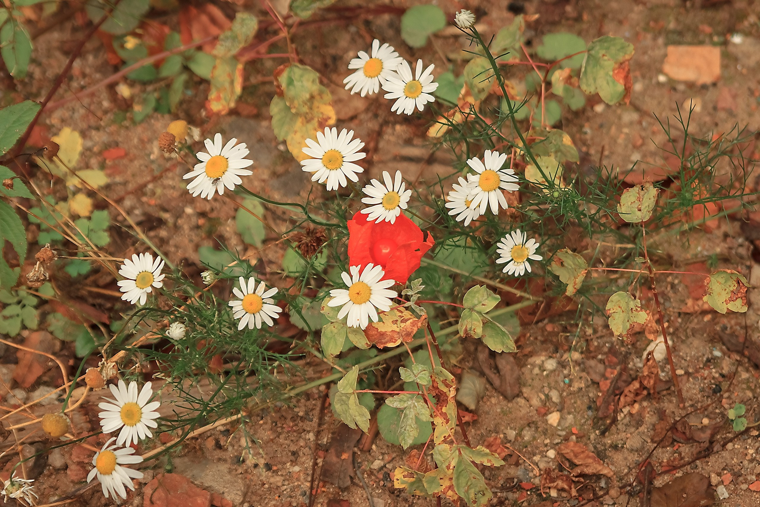 Великое в Малом. Аmat Victoria Сuram