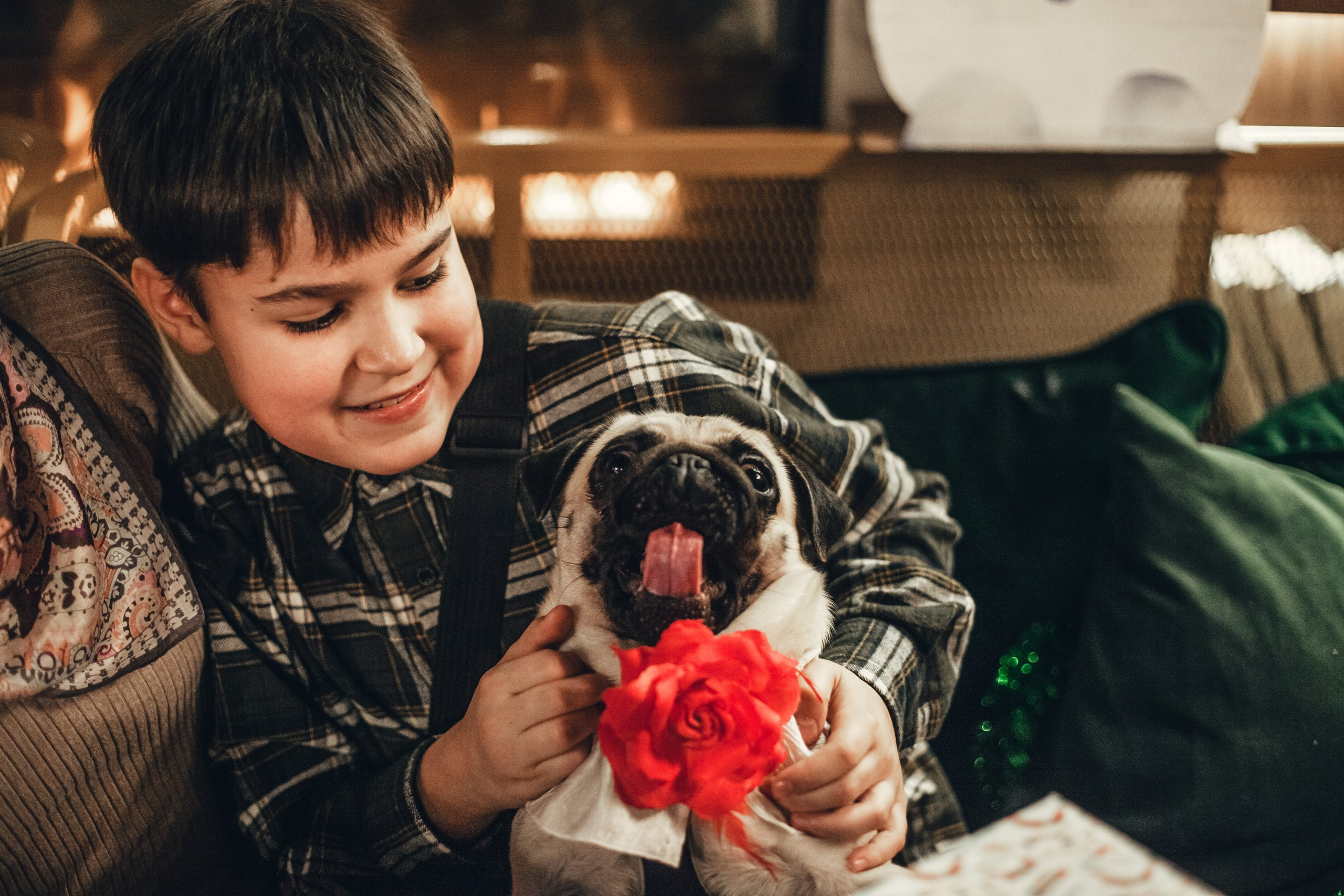Мопсовстреча 02.12.2023. Фотограф-анималист Татьяна Степанова