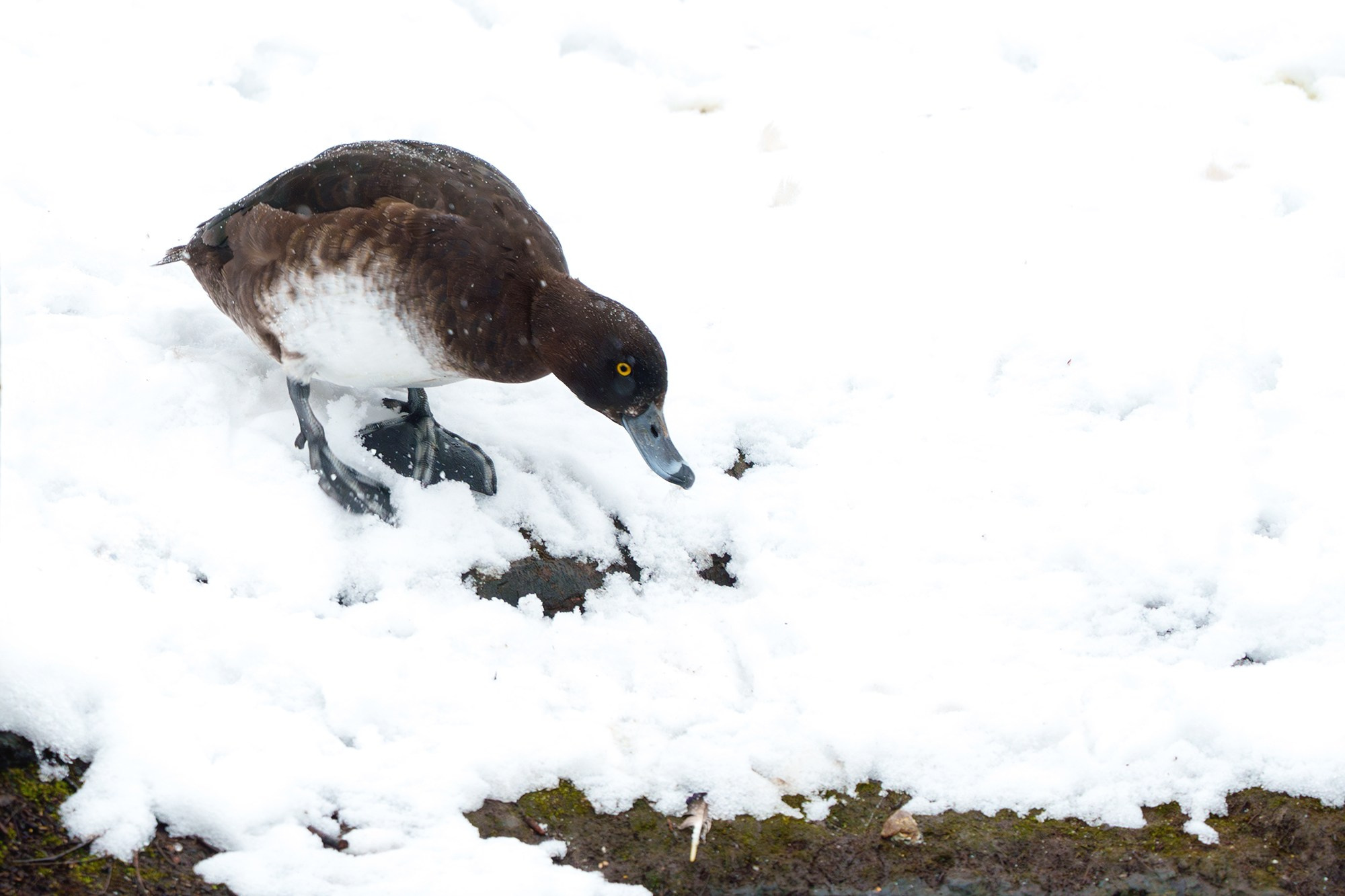 Удивительные мир птиц. Вокруг нас столько прекрасного — присмотритесь!. Ваш личный фотограф Марина Волкова