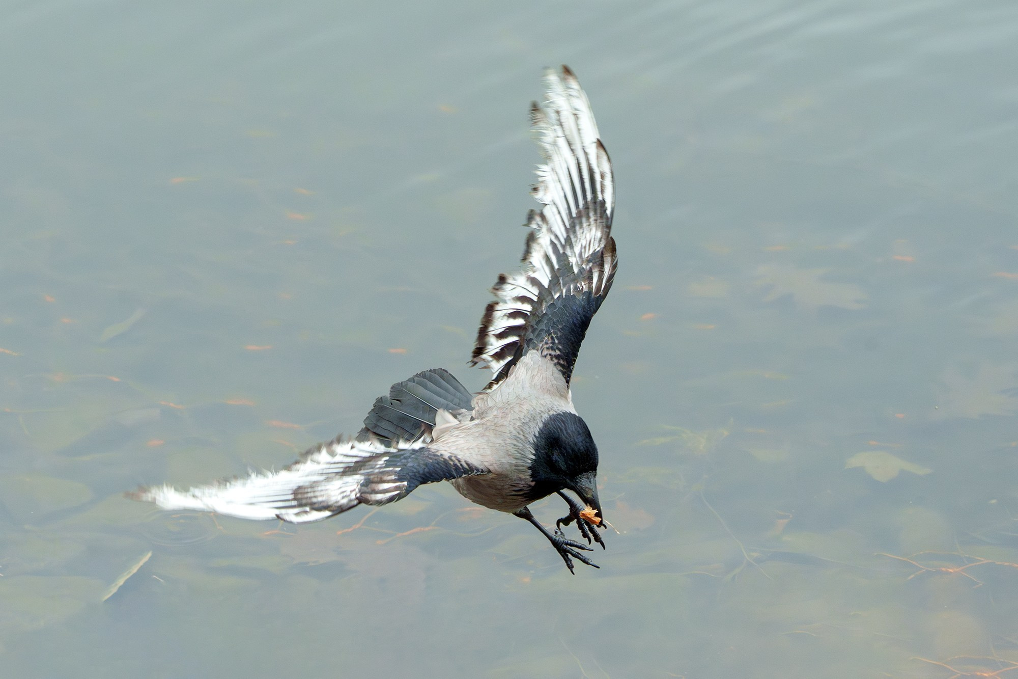 Удивительные мир птиц. Вокруг нас столько прекрасного — присмотритесь!. Ваш личный фотограф Марина Волкова