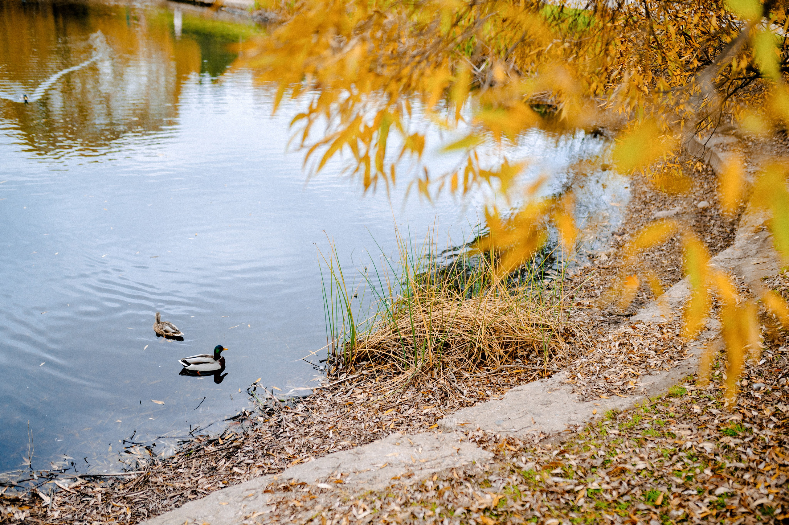ОСЕННИЙ БОТСАД. Шашкова Вероника / Свадебный и семейный фотограф Москва и Ярославль