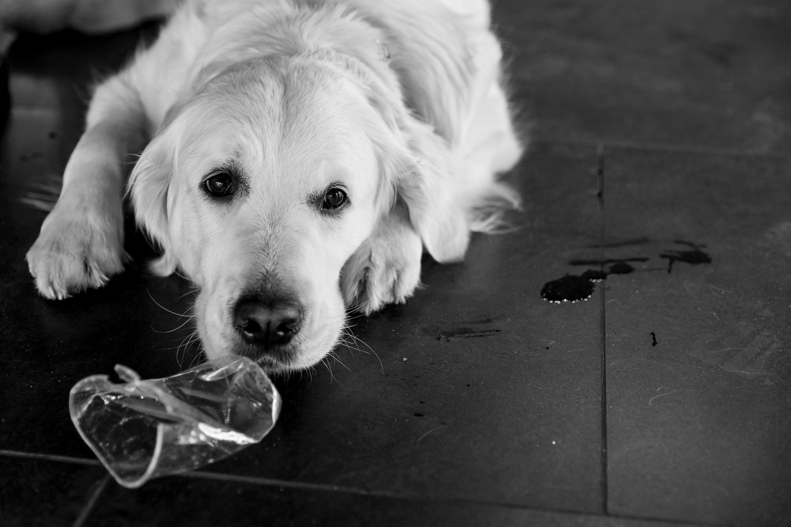 «Вместе». Свадебный фотограф Колесников Антон