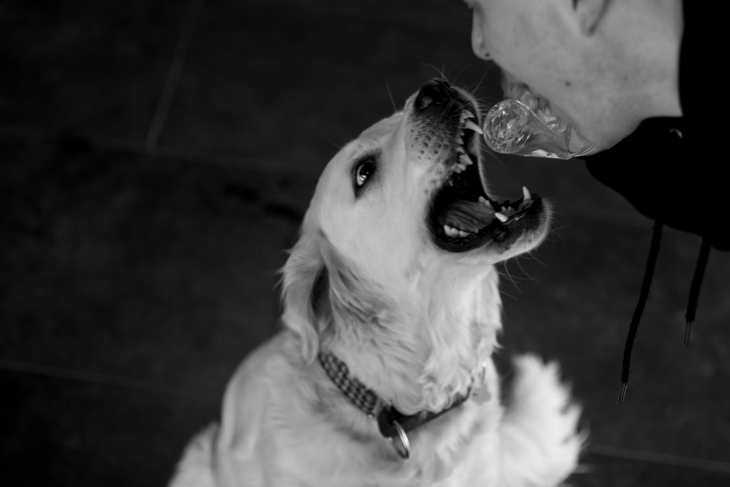 «Вместе». Свадебный фотограф Колесников Антон