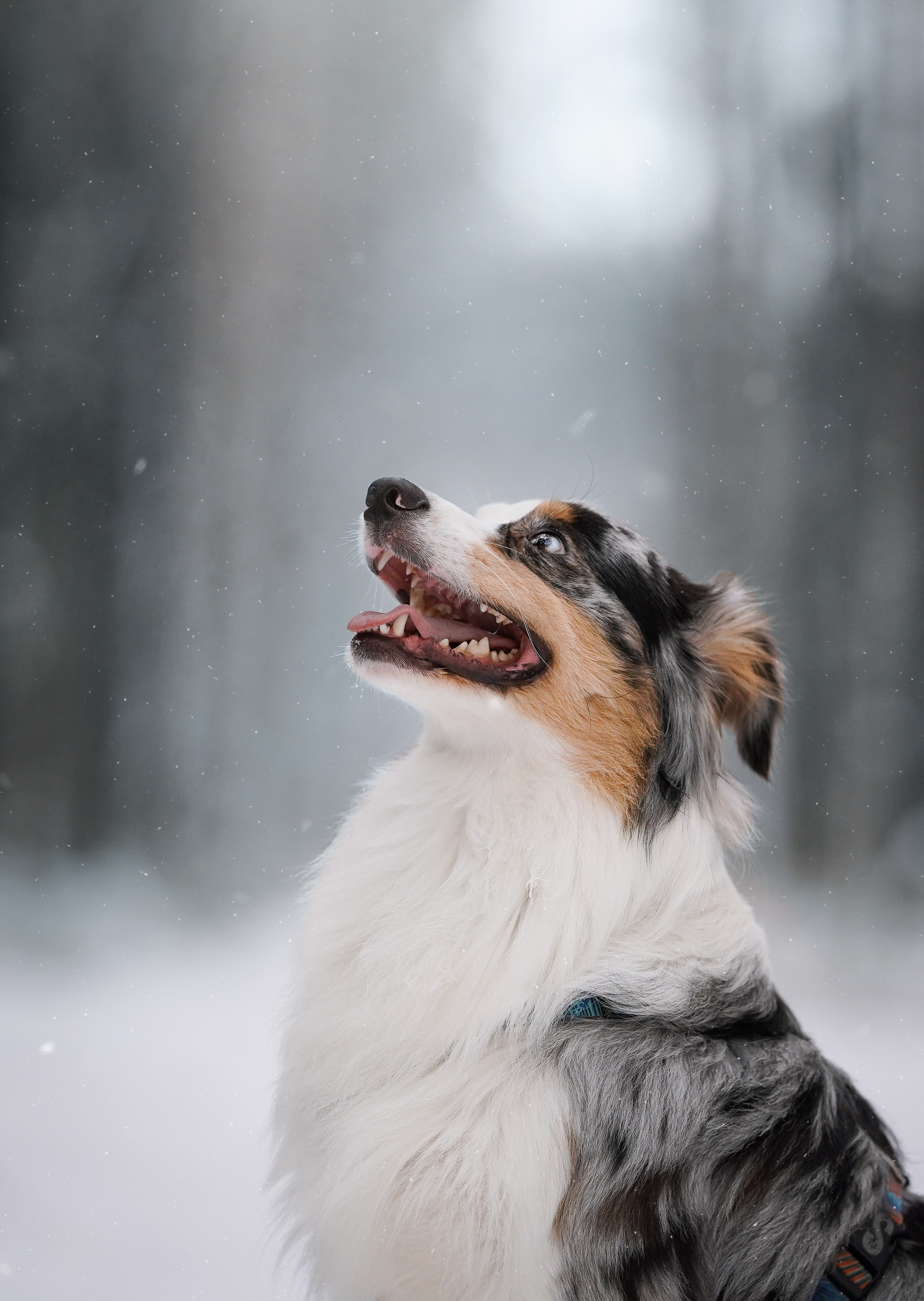 Антон Аиша и Римус. Фотограф-анималист в Санкт-Петербурге Яна Мартынова