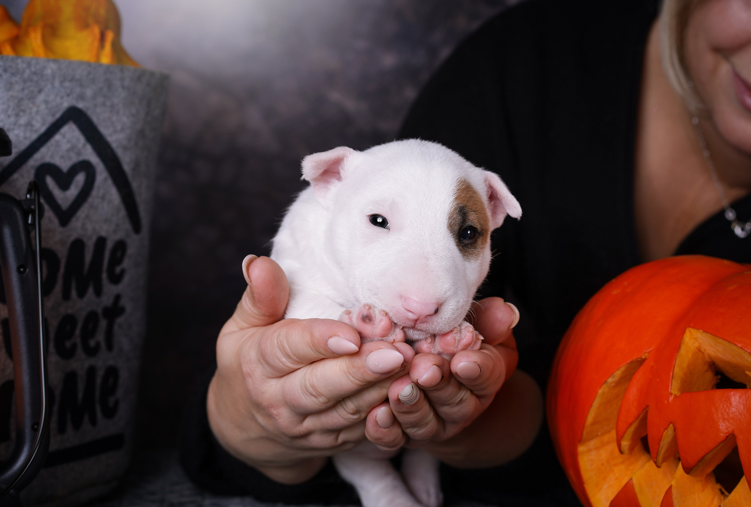 Щенки минибультерьера. Фотограф-анималист в Санкт-Петербурге Яна Мартынова