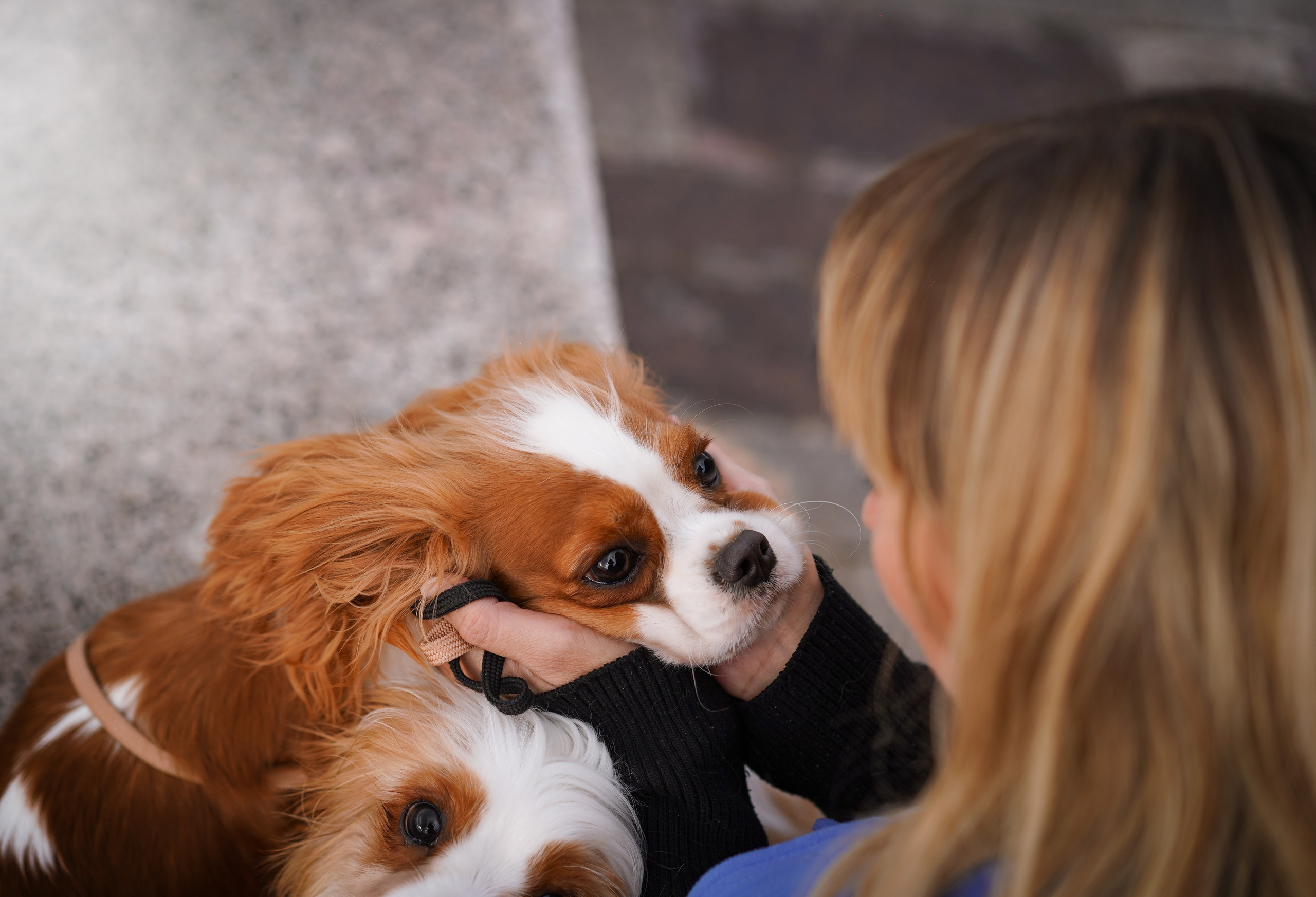 Катя Валера Саша и кавалерчики. Фотограф-анималист в Санкт-Петербурге Яна Мартынова