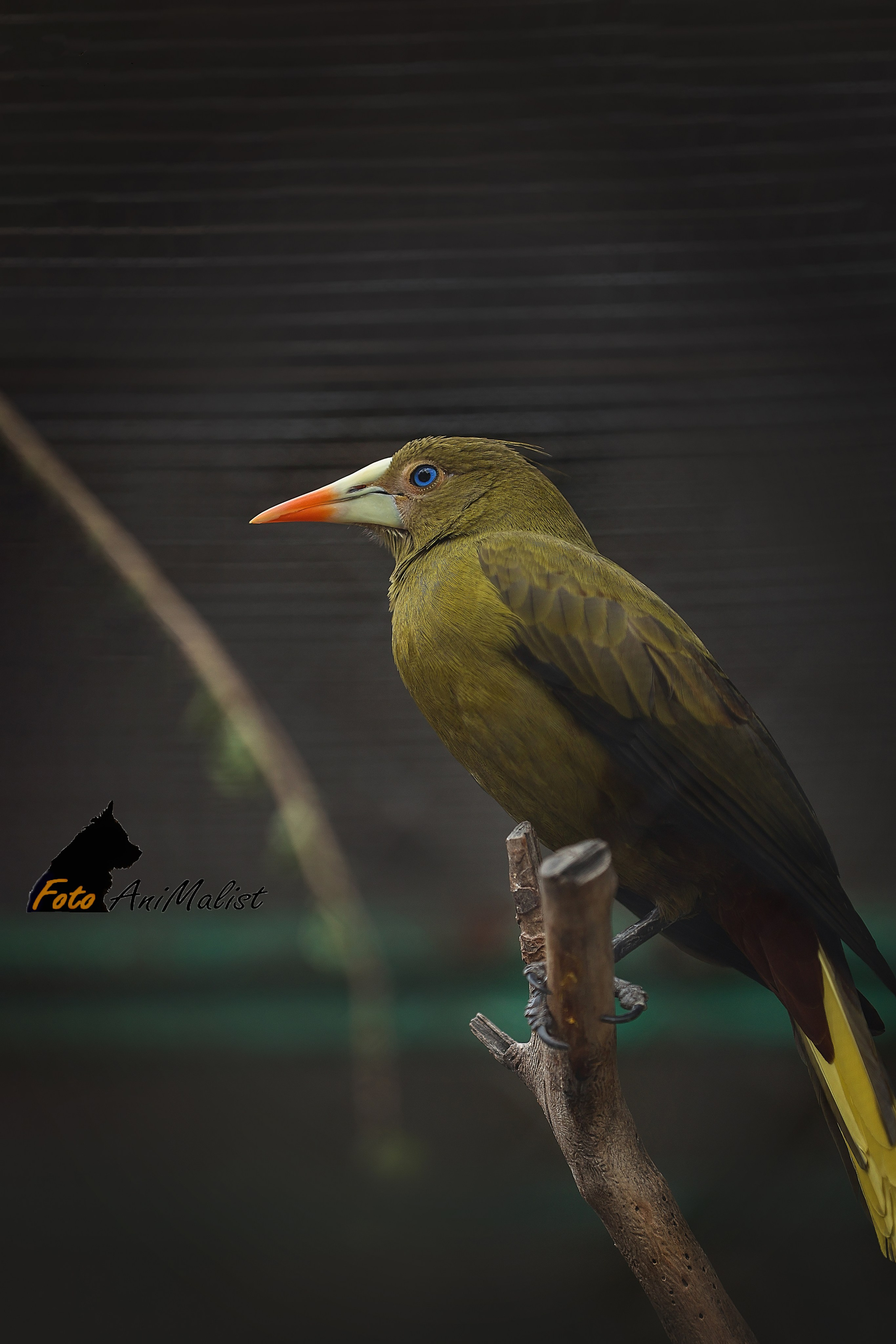 Зоопарк Малинки. Фотограф-АниМалист Анна Абрамова