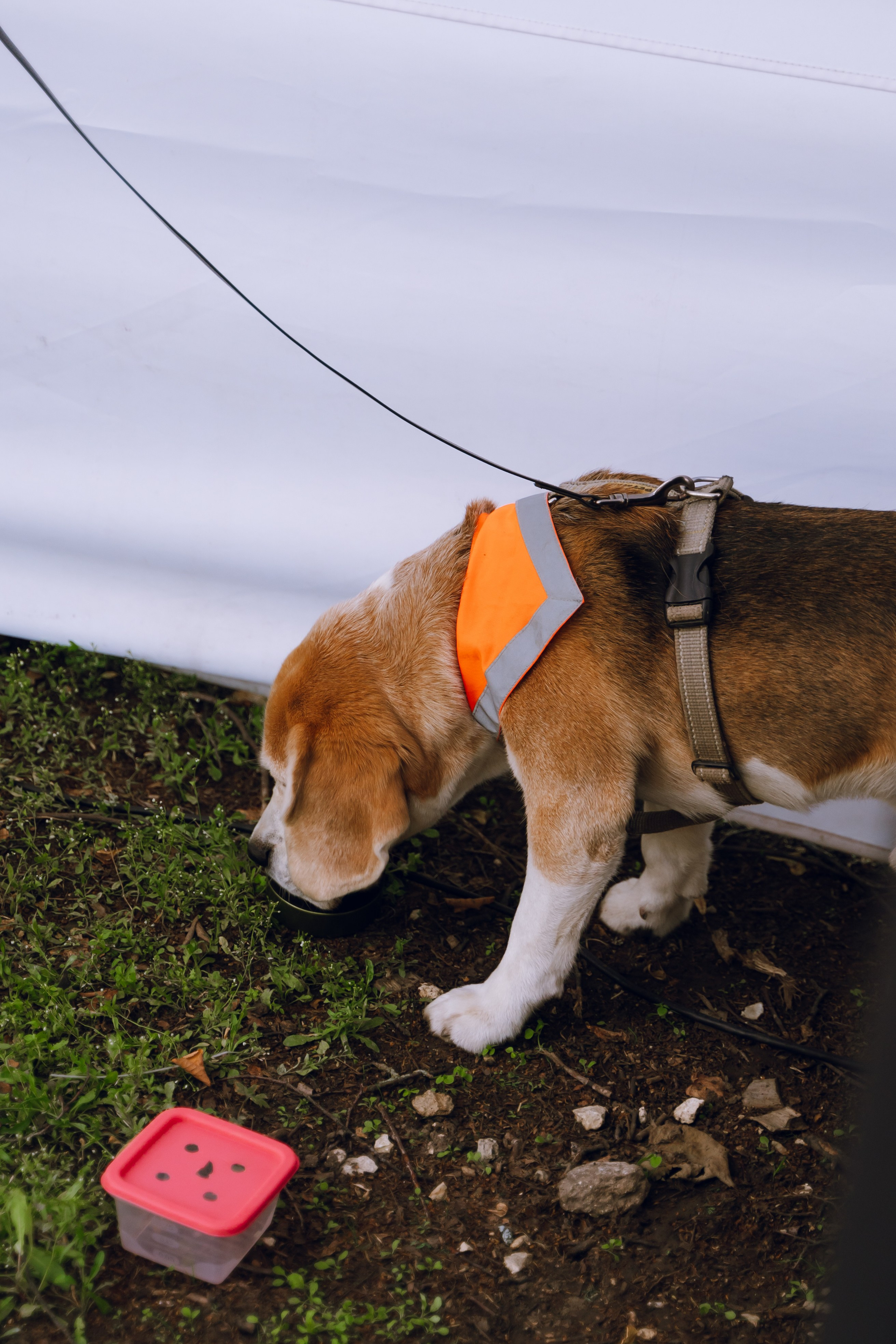 Площадка фестиваля «Мампус и его друзья» в Лесопарке 2025. Фотограф Надежда Погребняк | Рязань | Москва