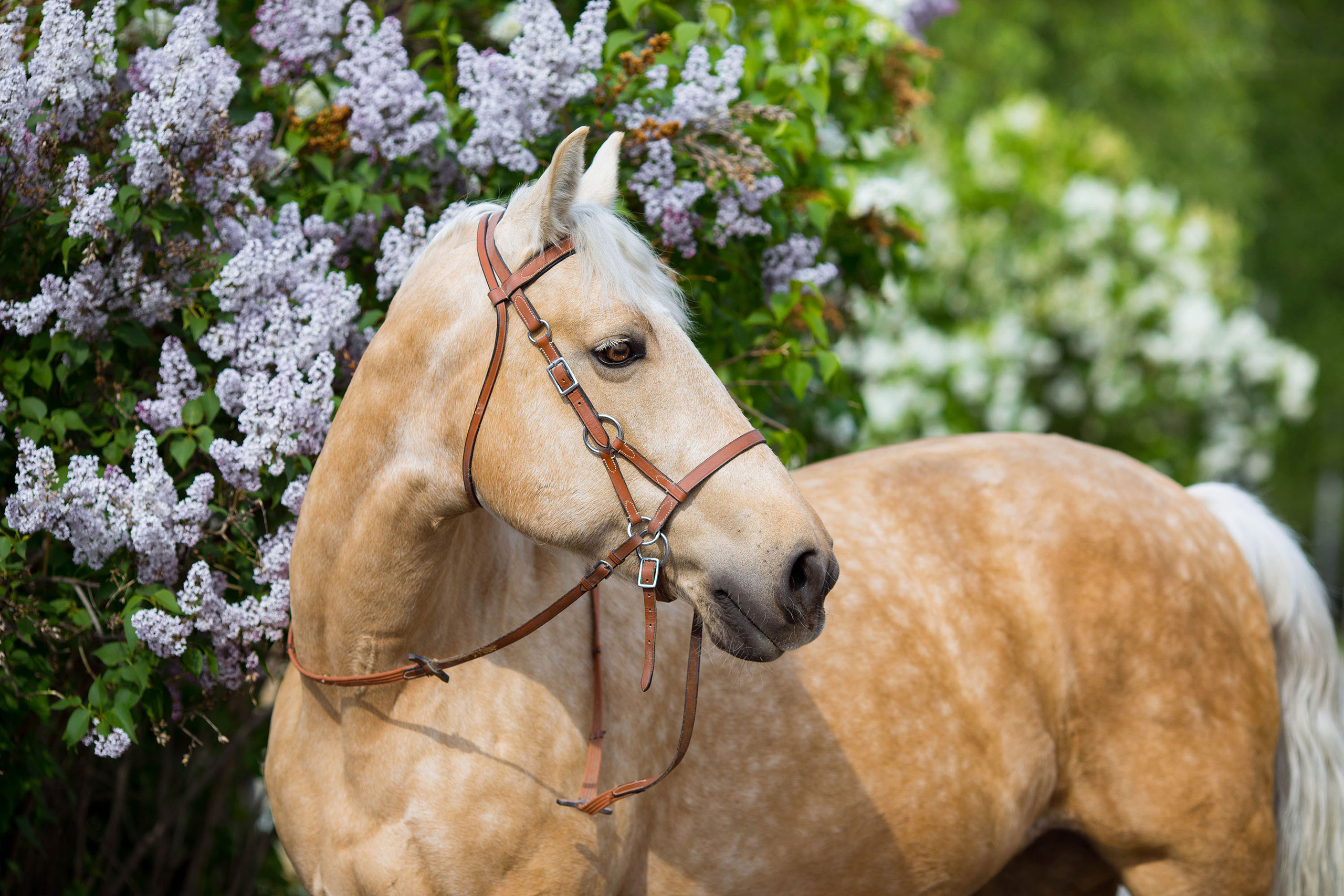 Съемка животных. Конный фотограф в Челябинске Стромова Ольга