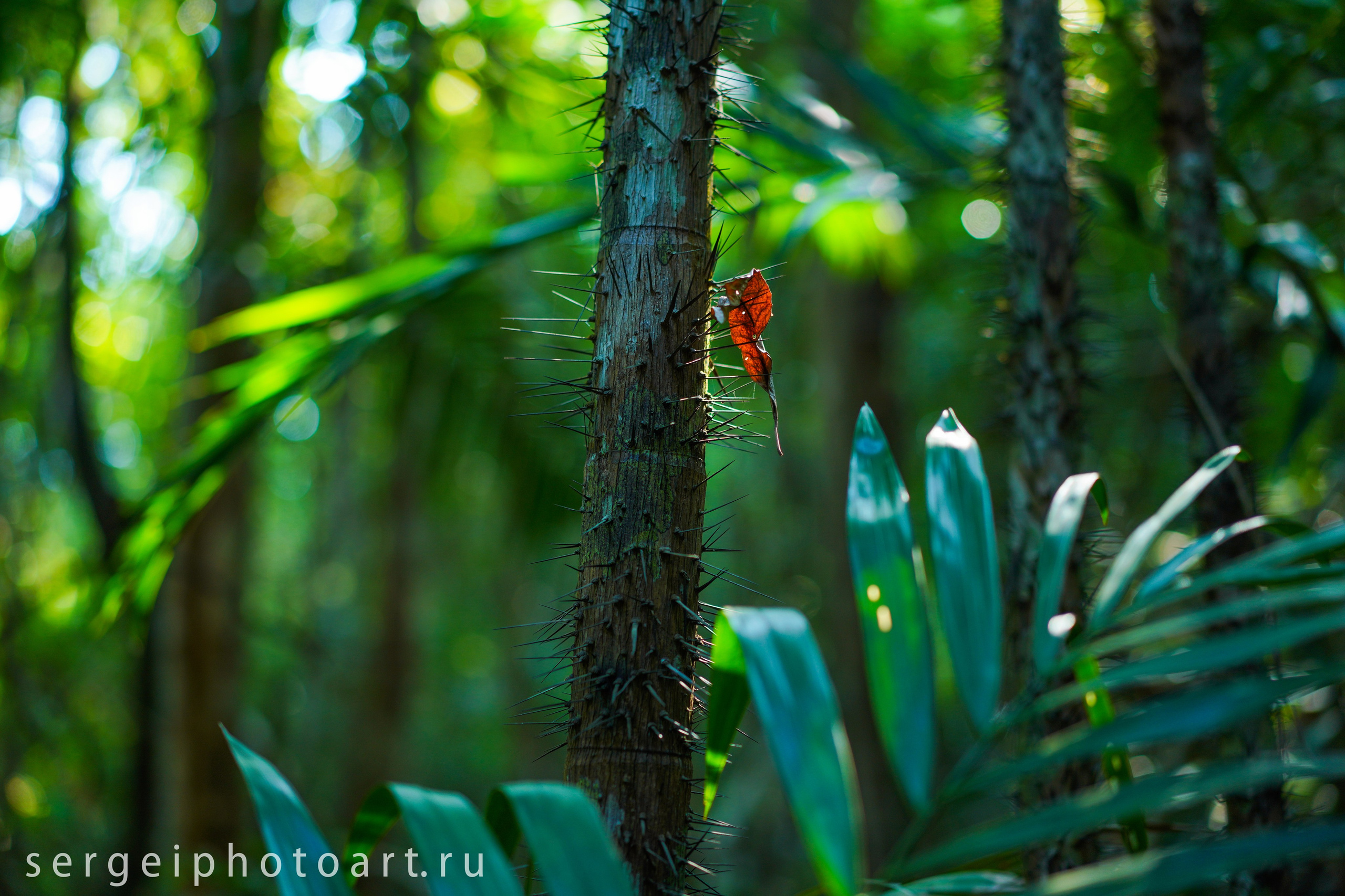 Остров Фукуок, Вьетнам. Фотограф Сергей Кишкель Дананг Нячанг Фукуок