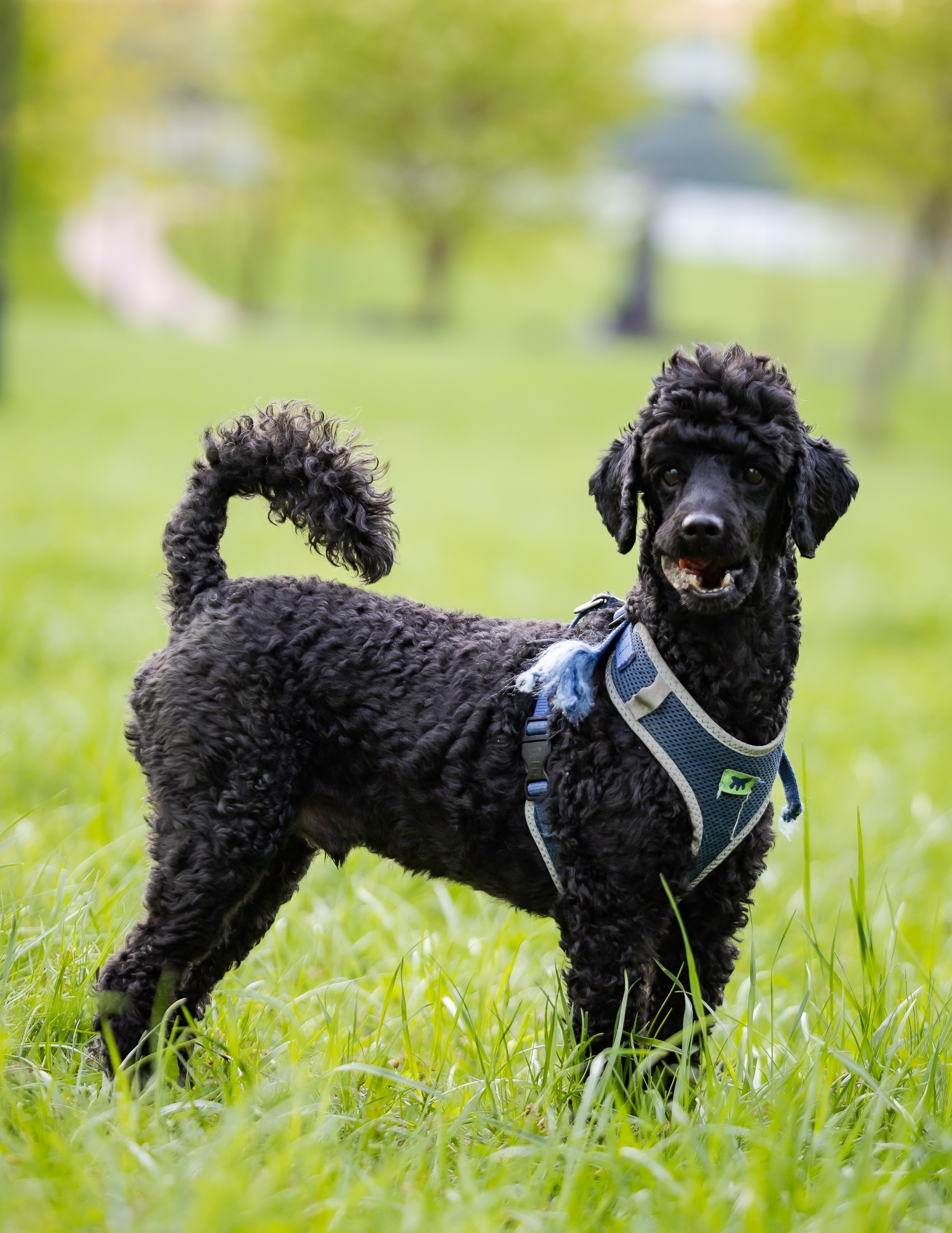 Животные. Фотограф Владимир Охрименко