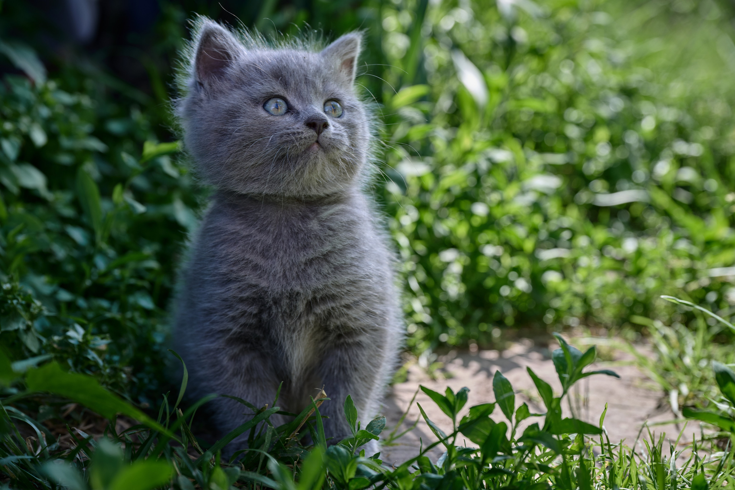 Фотосессия The Кот. Фотограф Роман Адлер