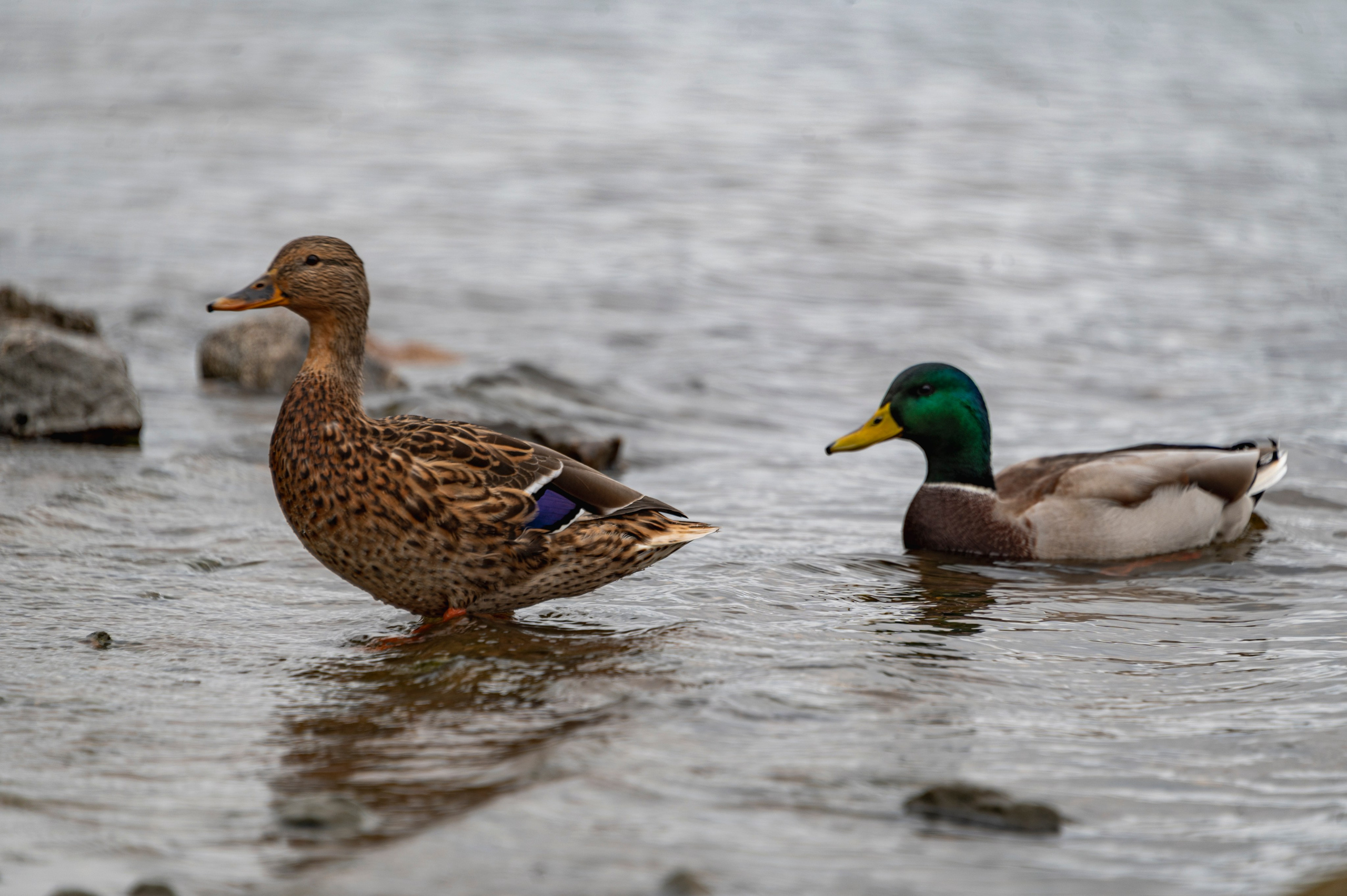 Псков. Октябрь 2023. Фотограф Роман Адлер