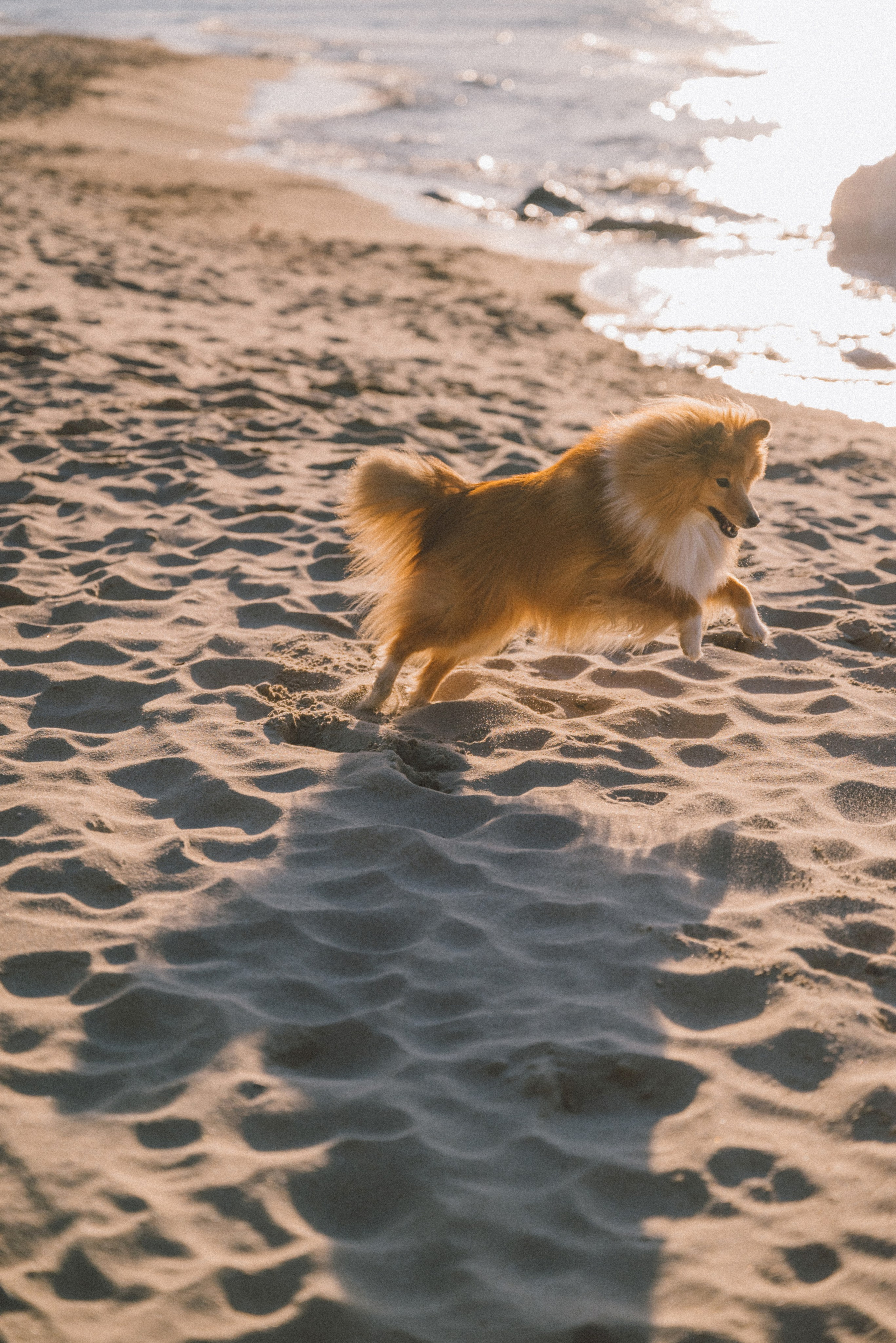 Анна и Артем. Фотограф Калининград Ангелина Воробьева