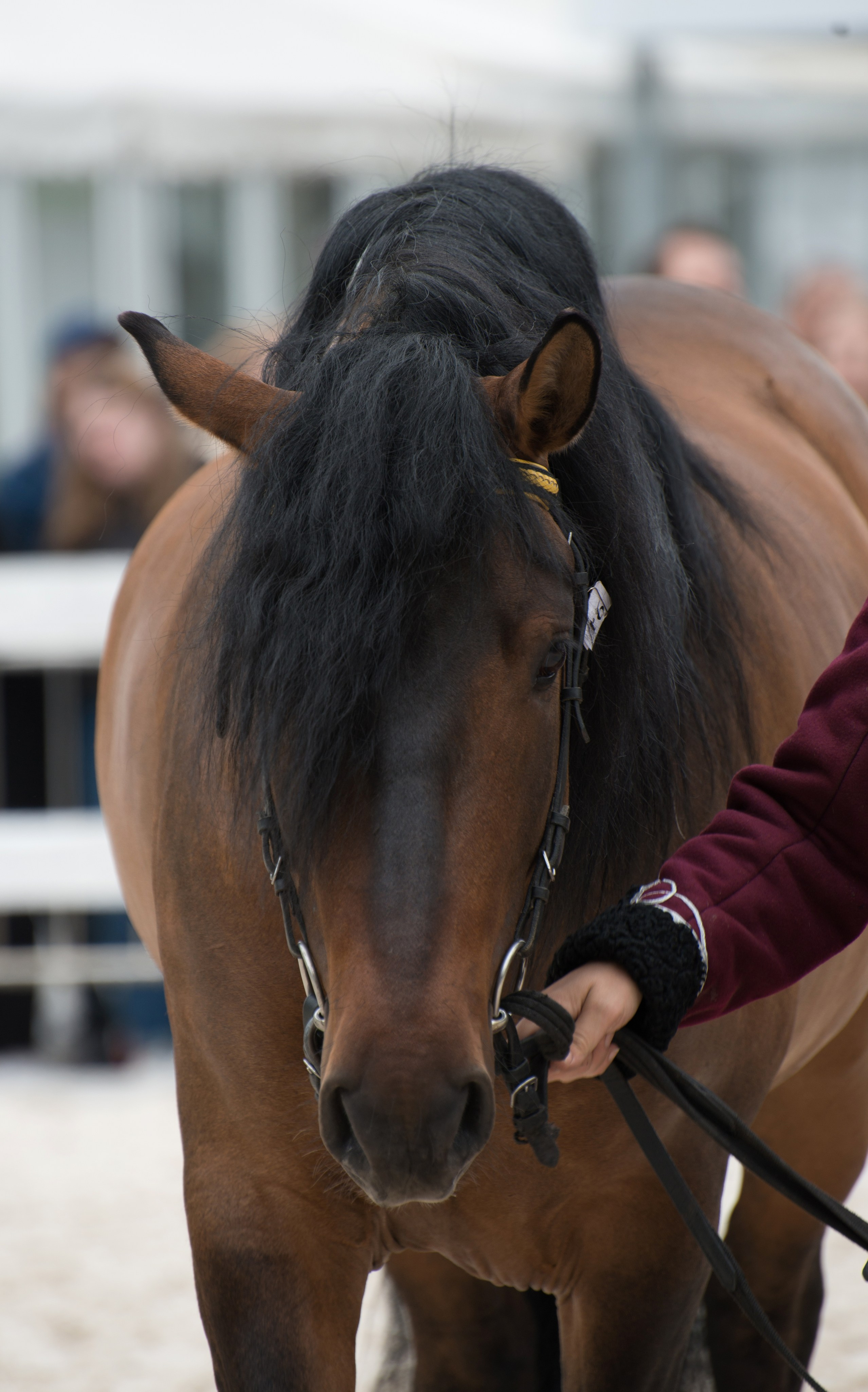 Эквирос. Конный фотограф в Саратове Юлия Иванова