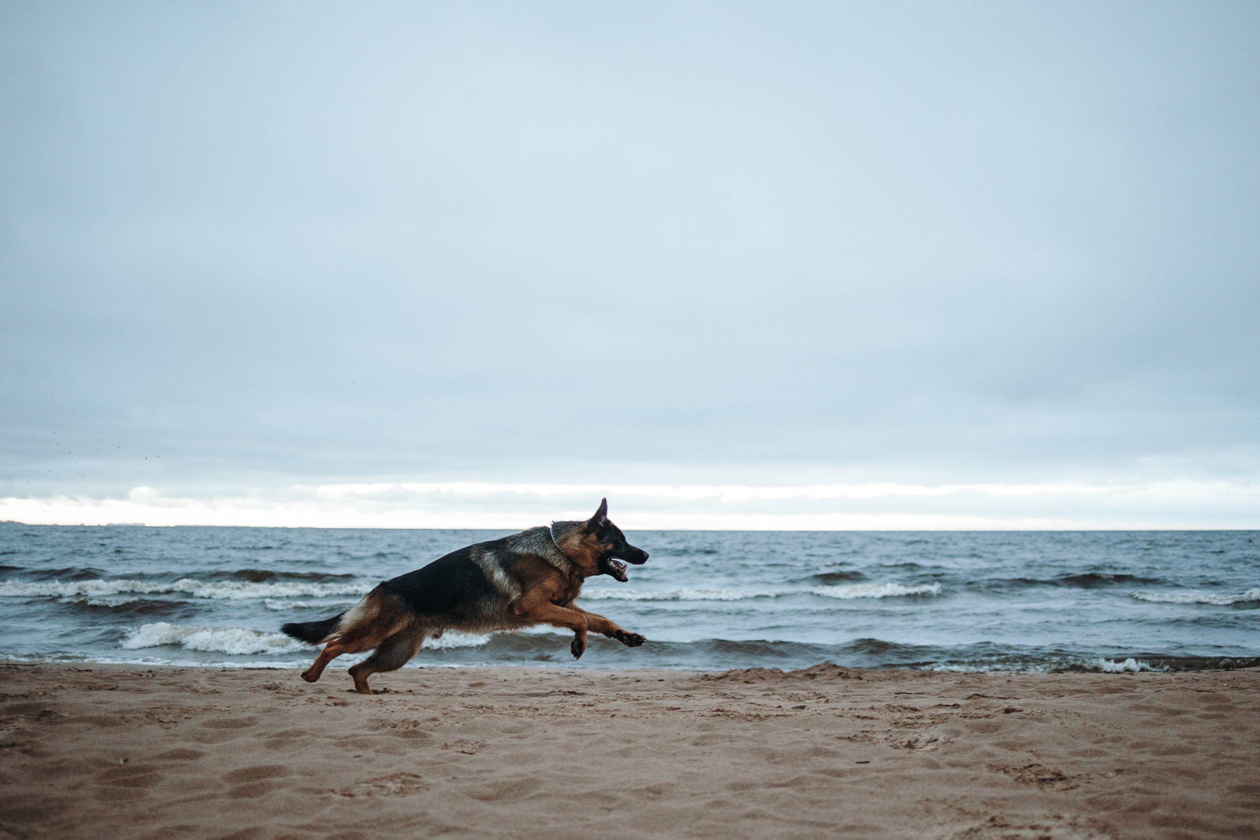 Катя и Агат. Фотограф — Анималист | Санкт-Петербург