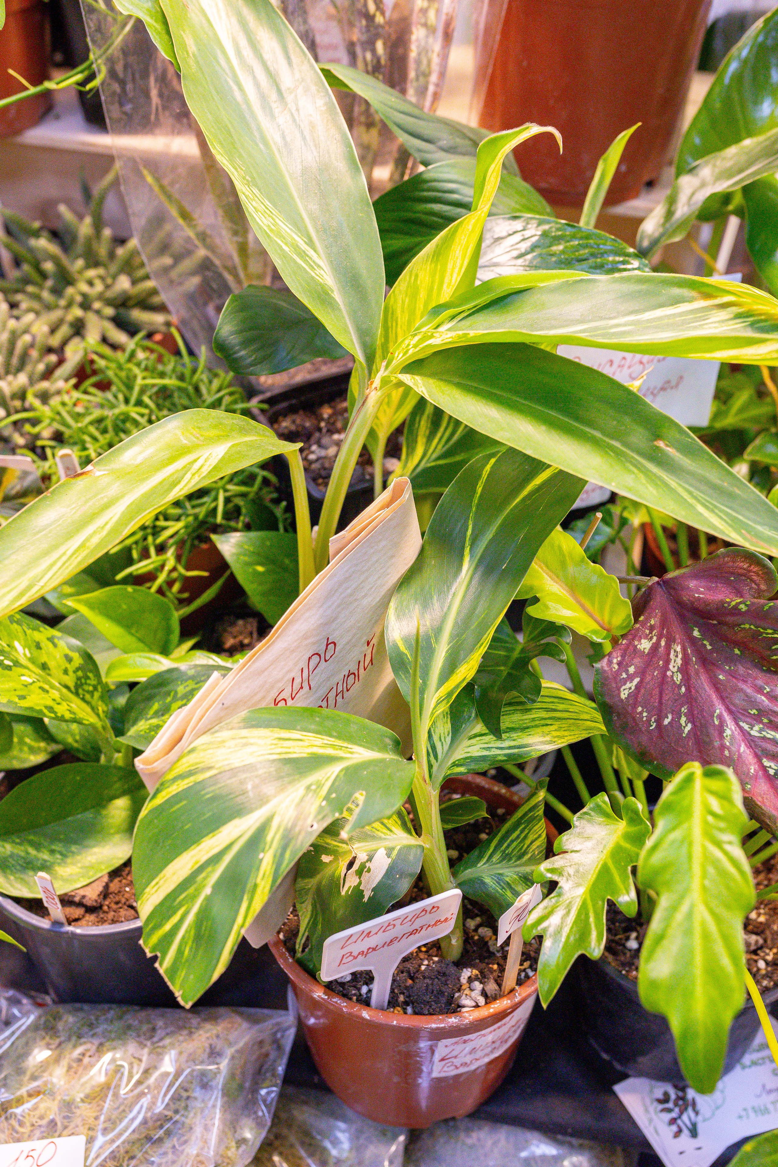Монстериум 11–12 октября. Александра Куликова фотограф, Москва