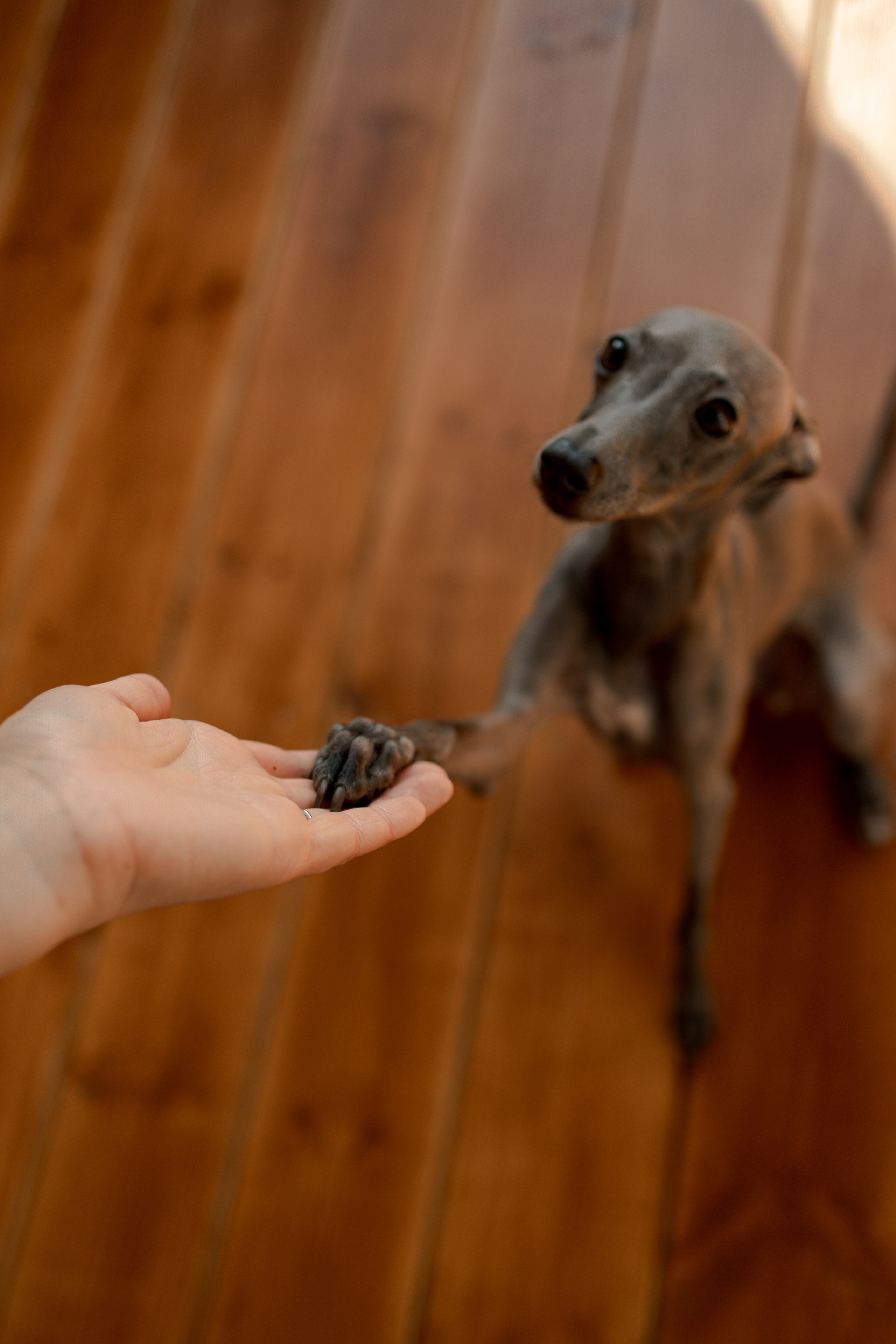 Ксюша и Луна. Фотограф — Анималист | Санкт-Петербург