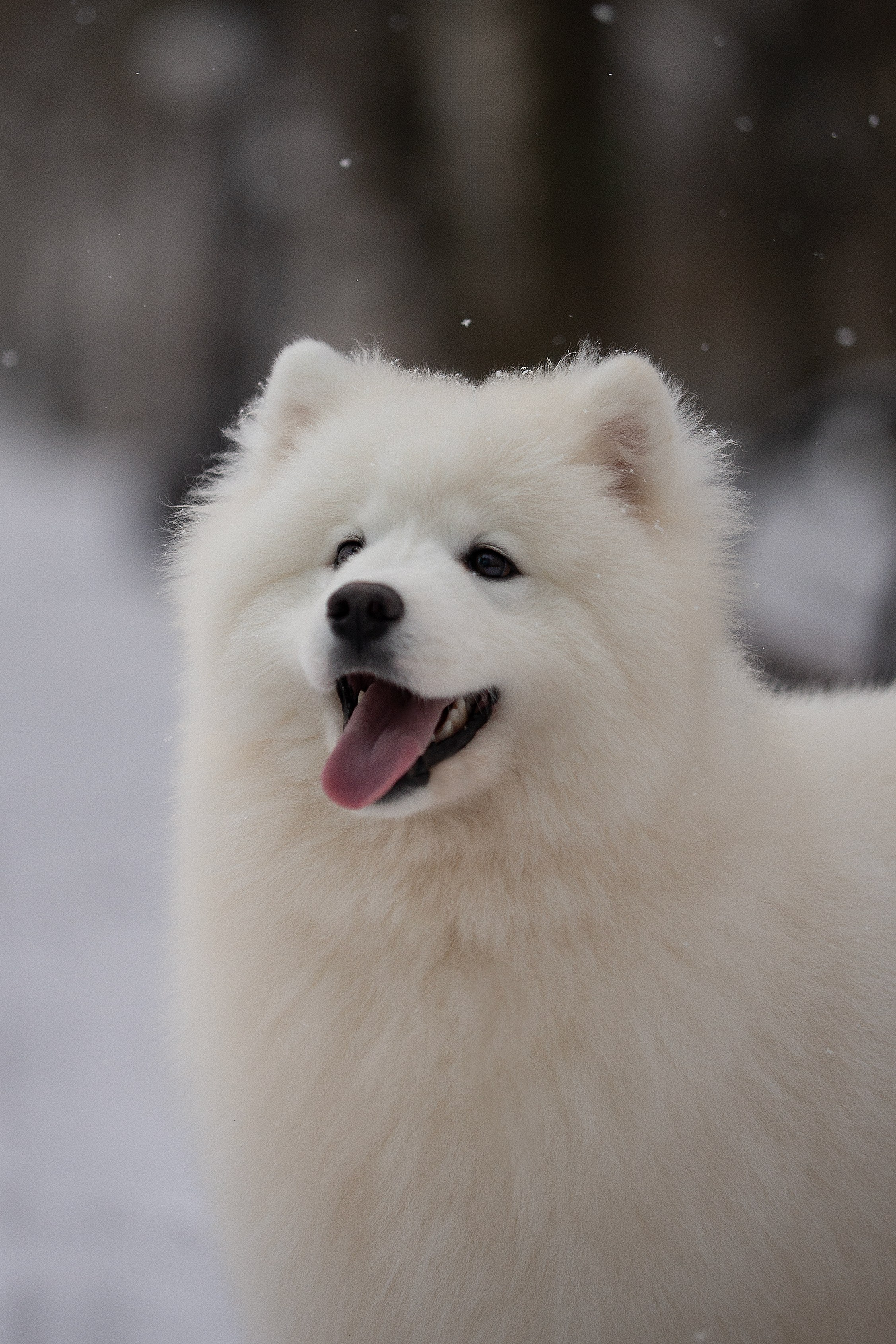 Собаки питомника Версаль. Творческий фотограф Вологда