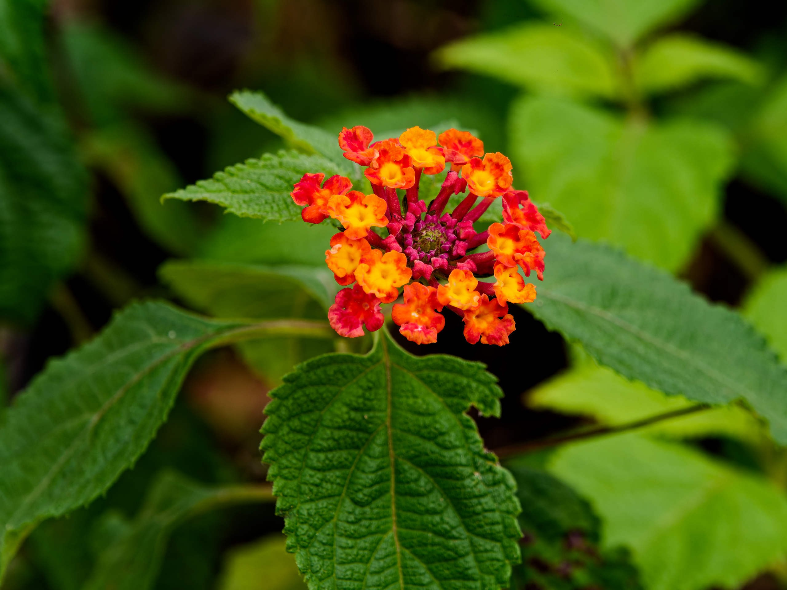 Нячанг 2025 (5). Избранные фотографии