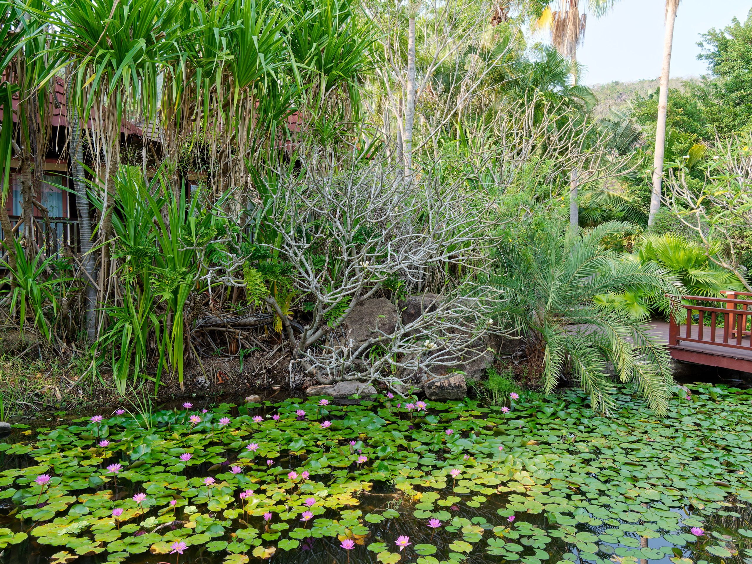 Хайнань 2026, флора, цветы и деревья. Фотопрогулки по Миру