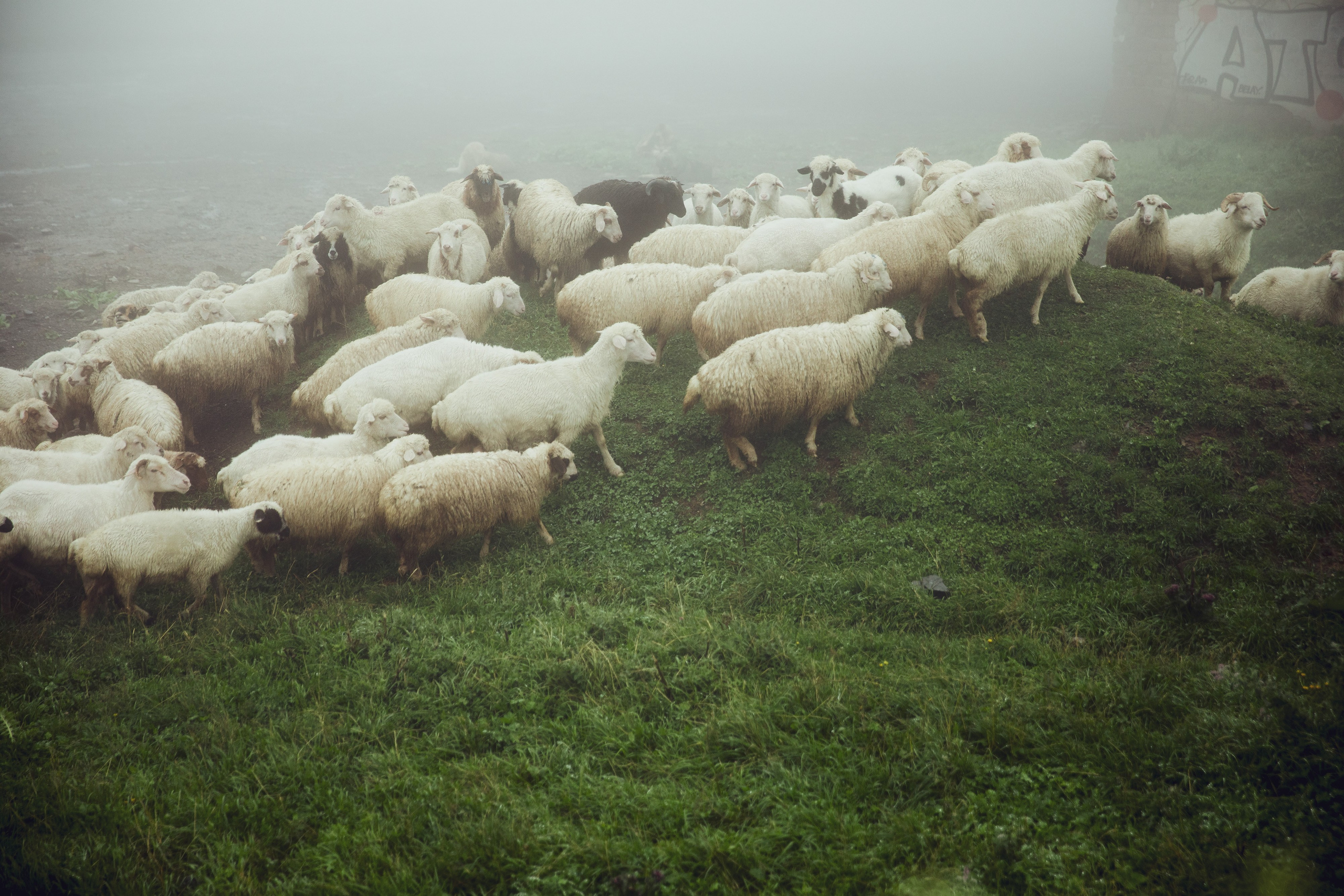 Александр & Ирина. Агентство по организации мероприятий