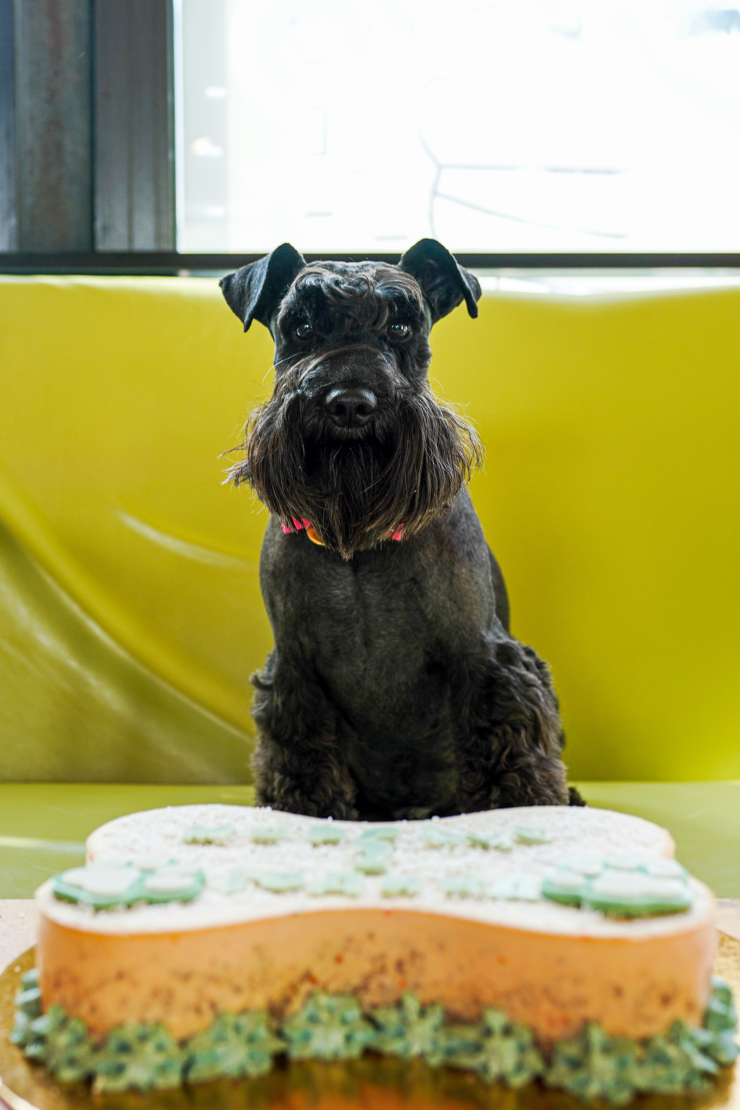 ДР собаки по имени Моррис :). Фотограф Казань