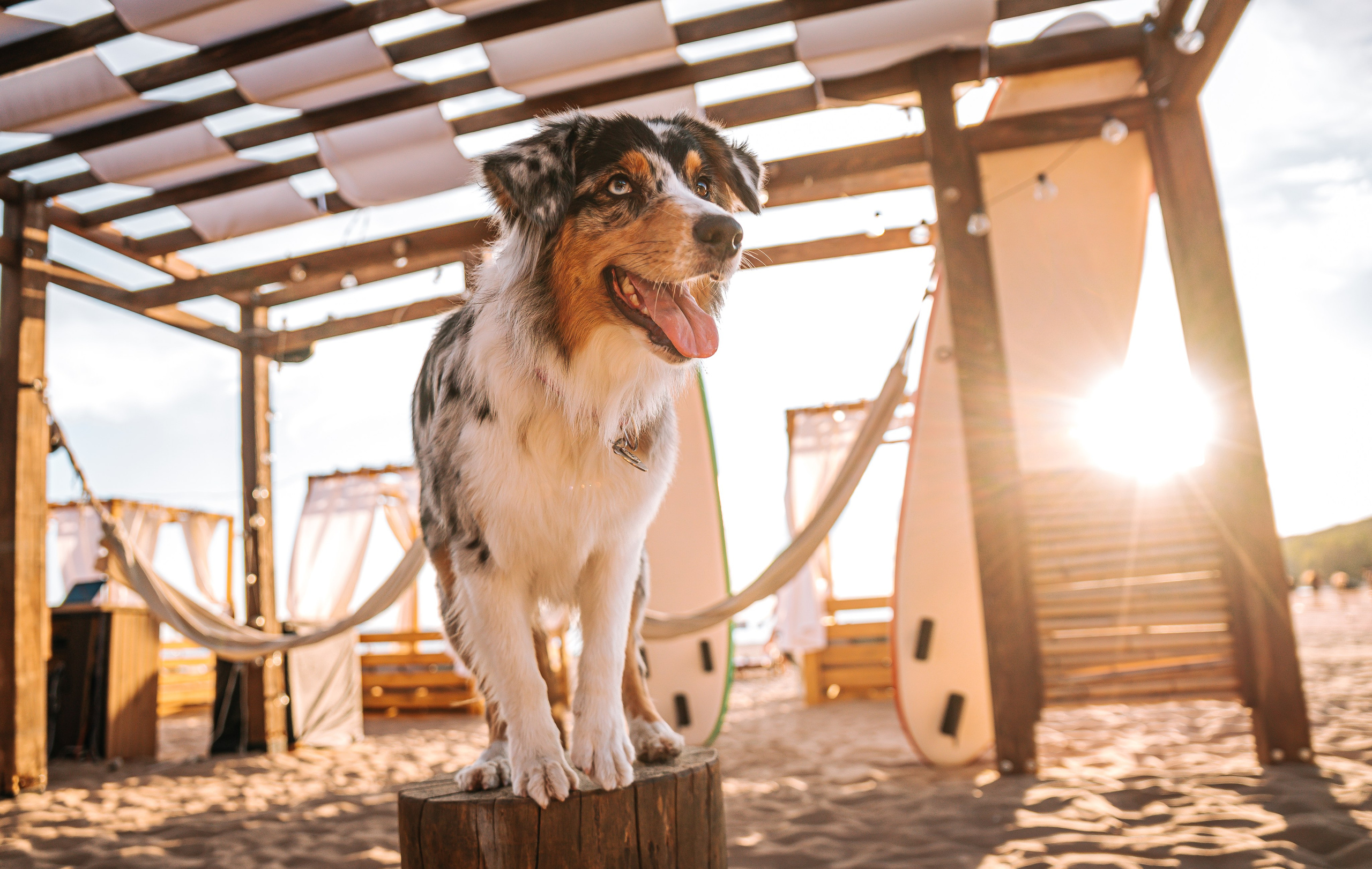 No Bad Days. Главная