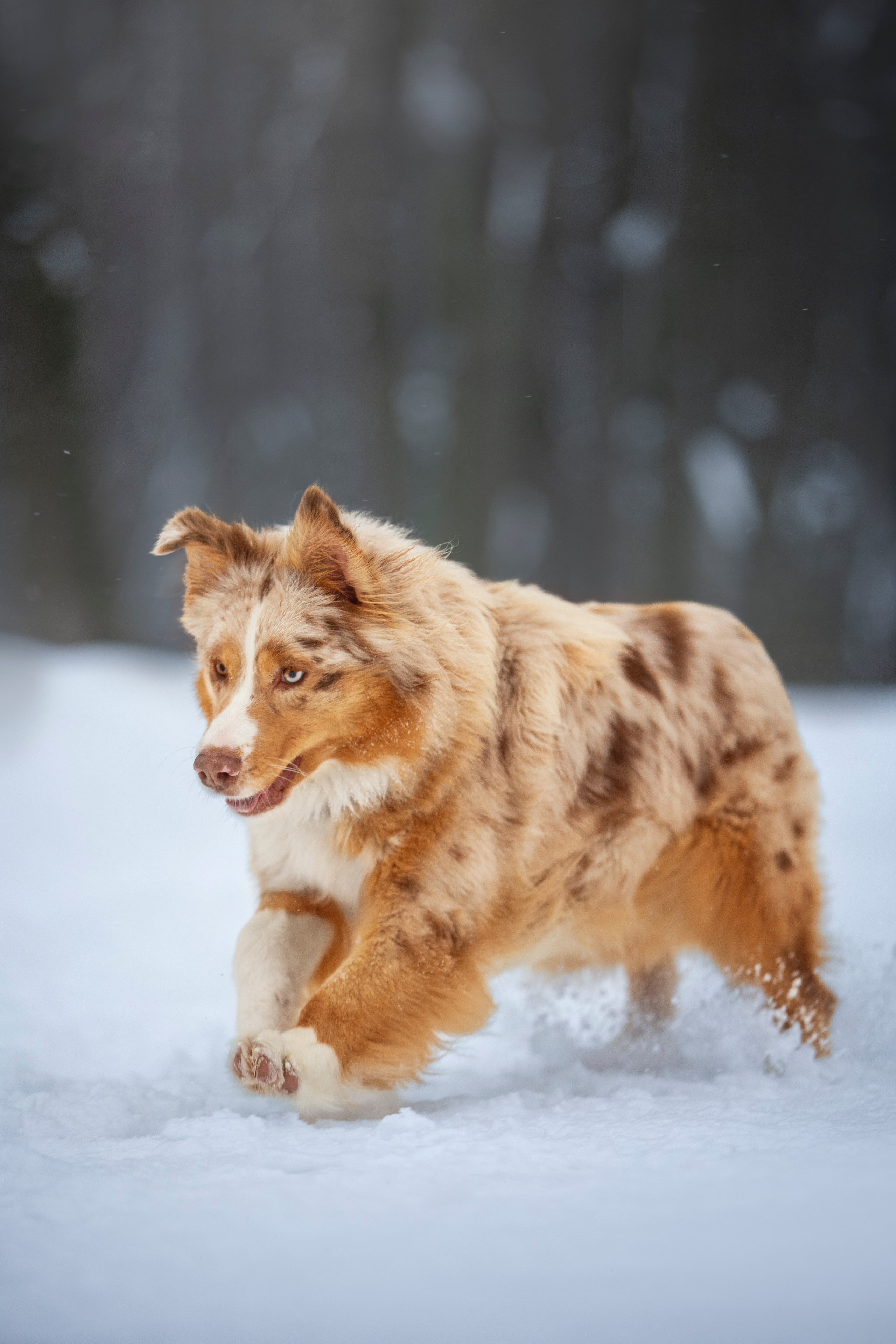 Настя, Игорь, Тесс и Марс. Фотограф анималист в Москве Майорова Евгения