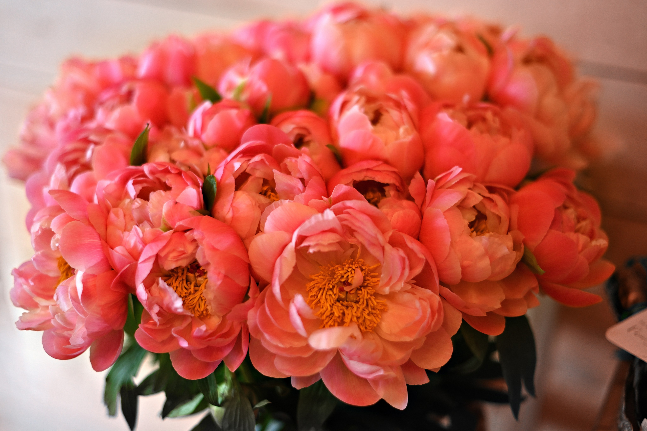 Гендерпати Сизовых. Свадебный и семейный фотограф в Самаре Головань Наталья